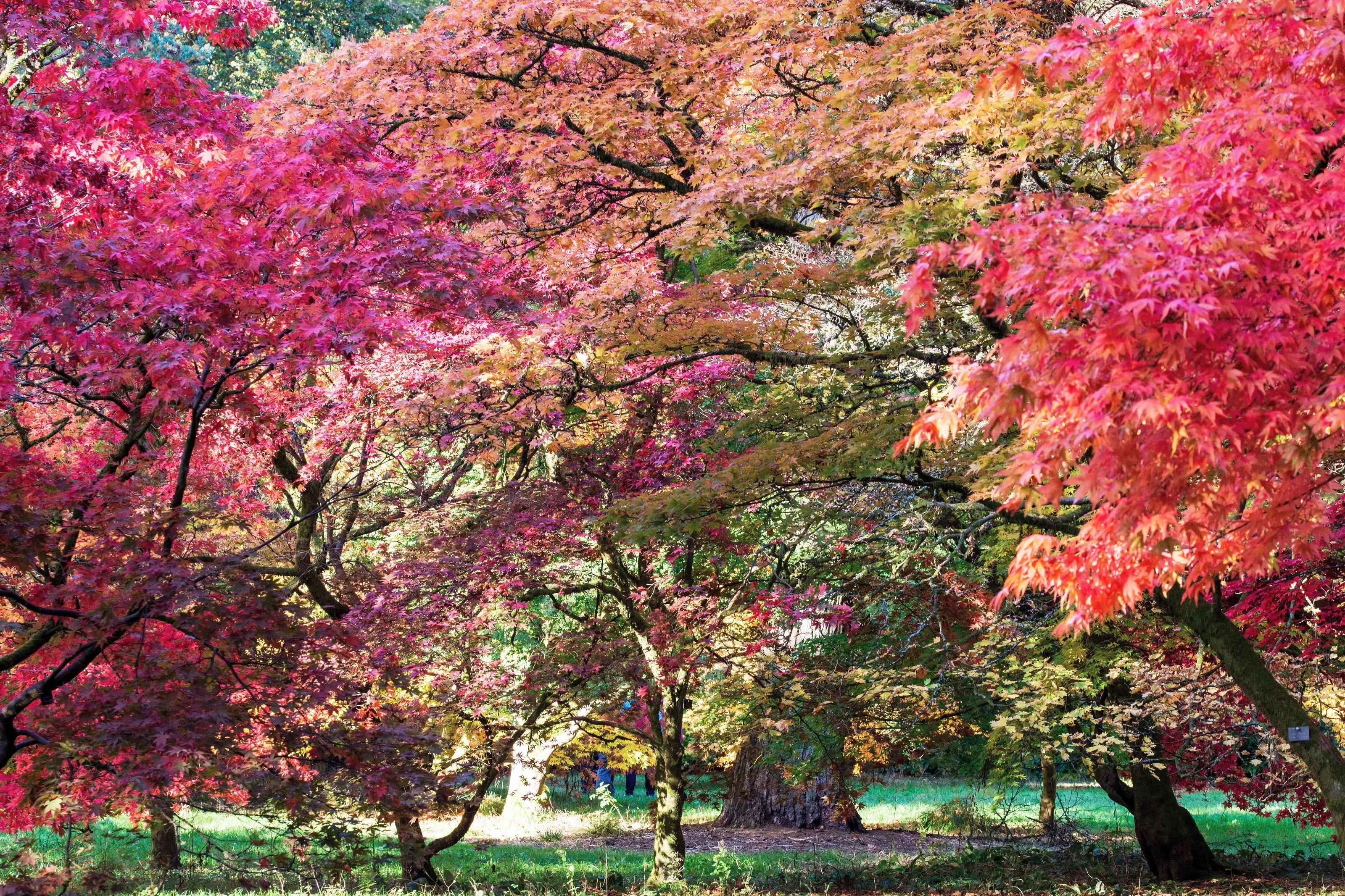 Autumn Woods