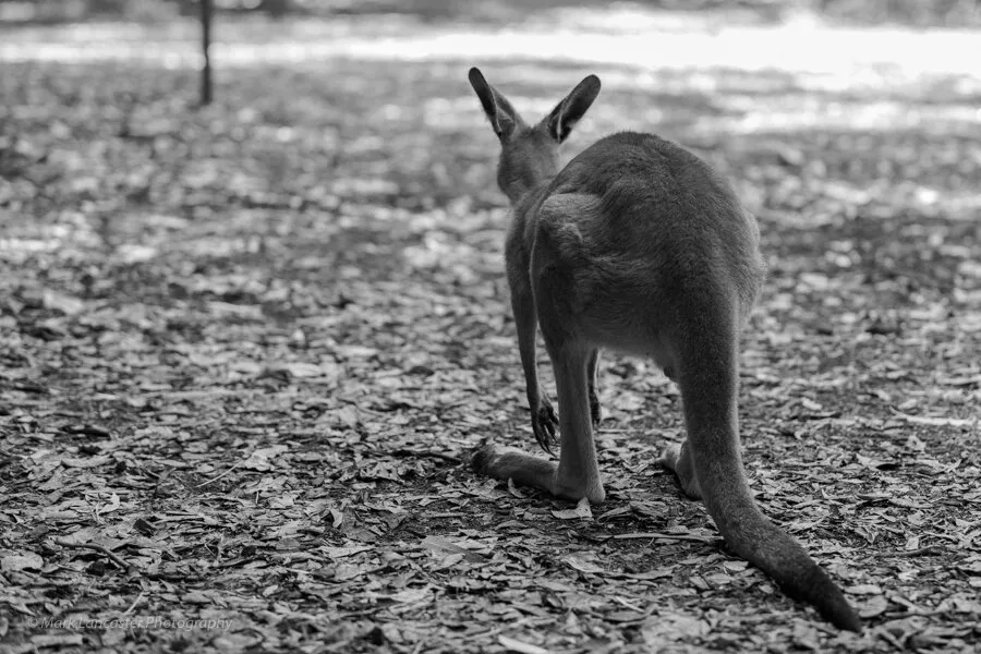 Kangaroo