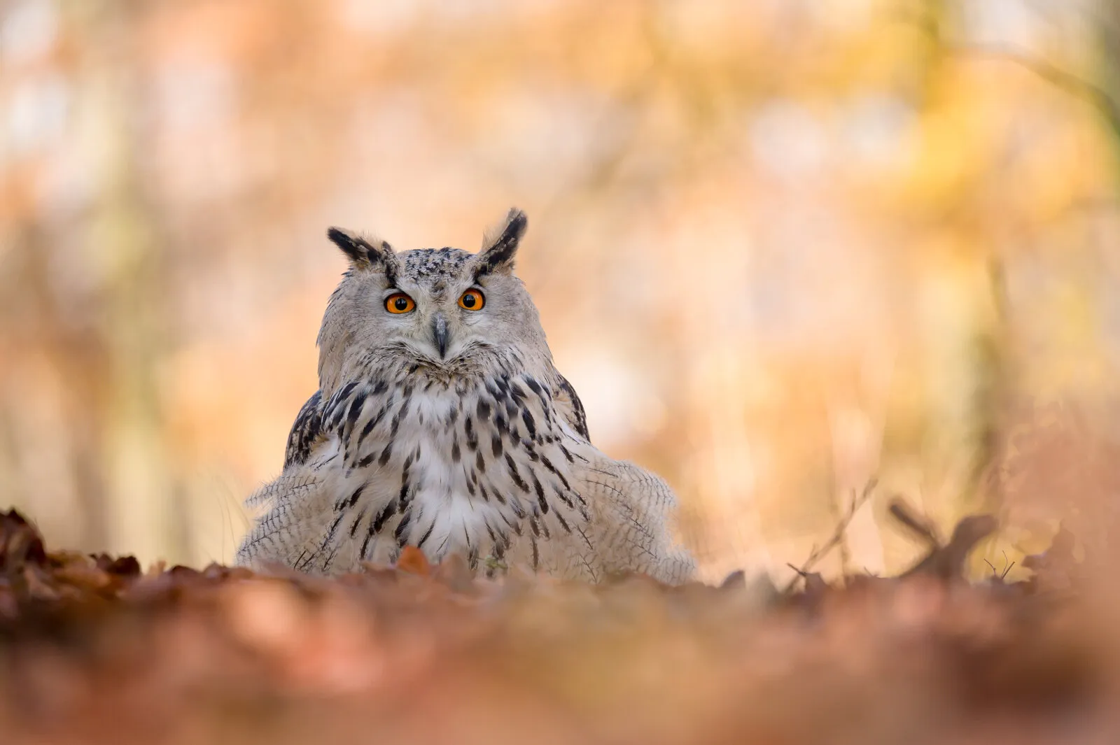 Autumn....