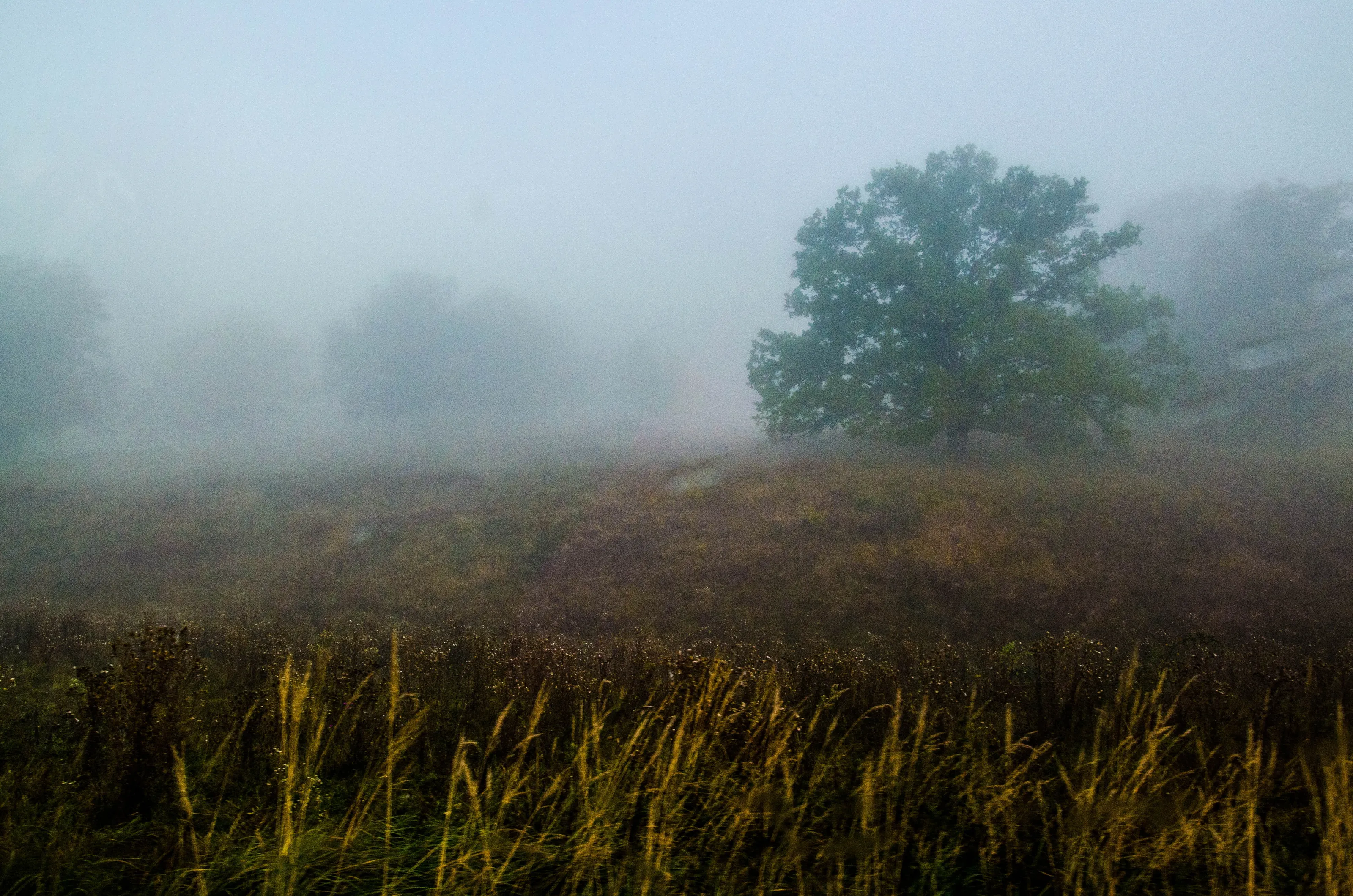 Fog