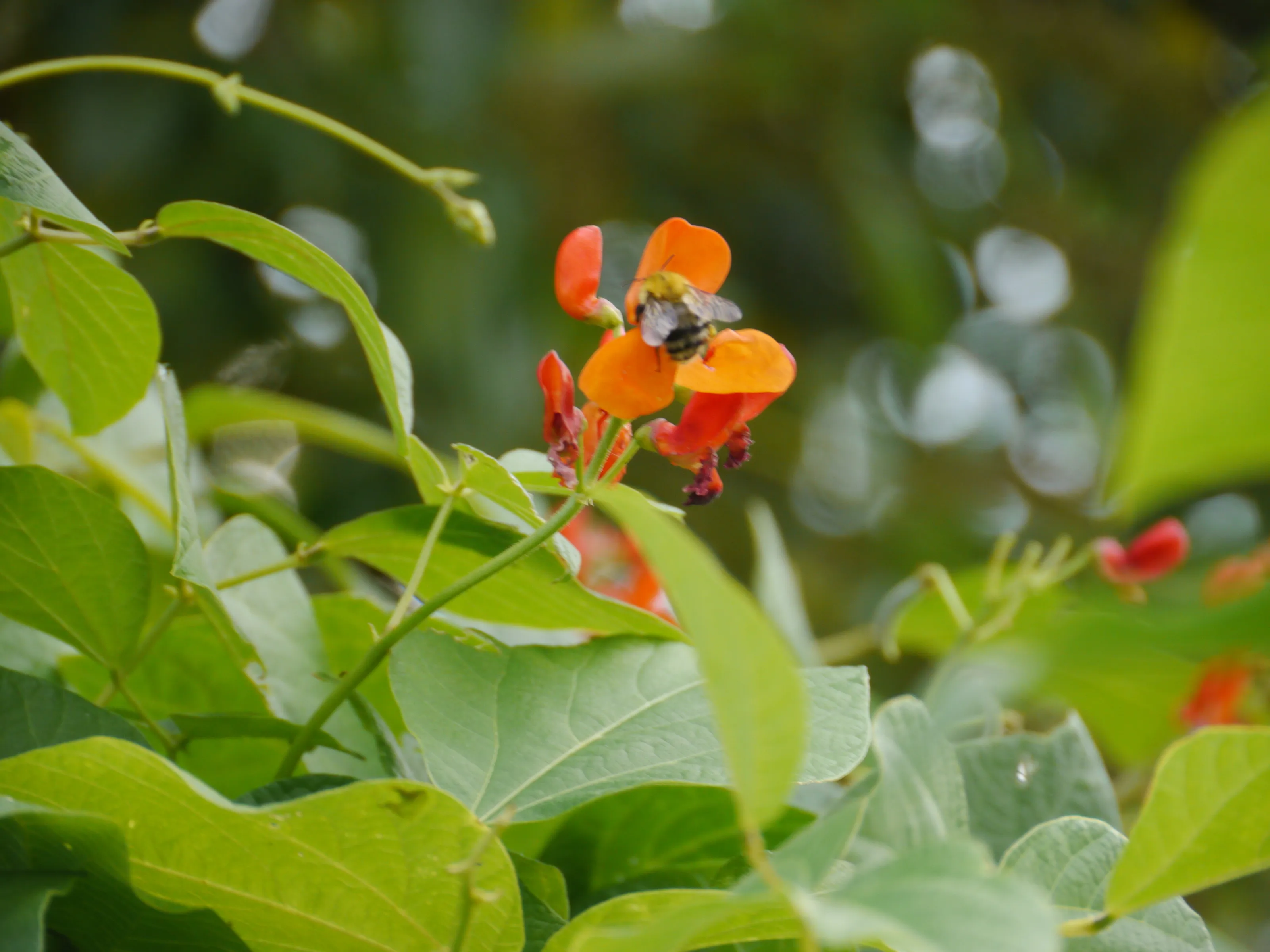bean and bee