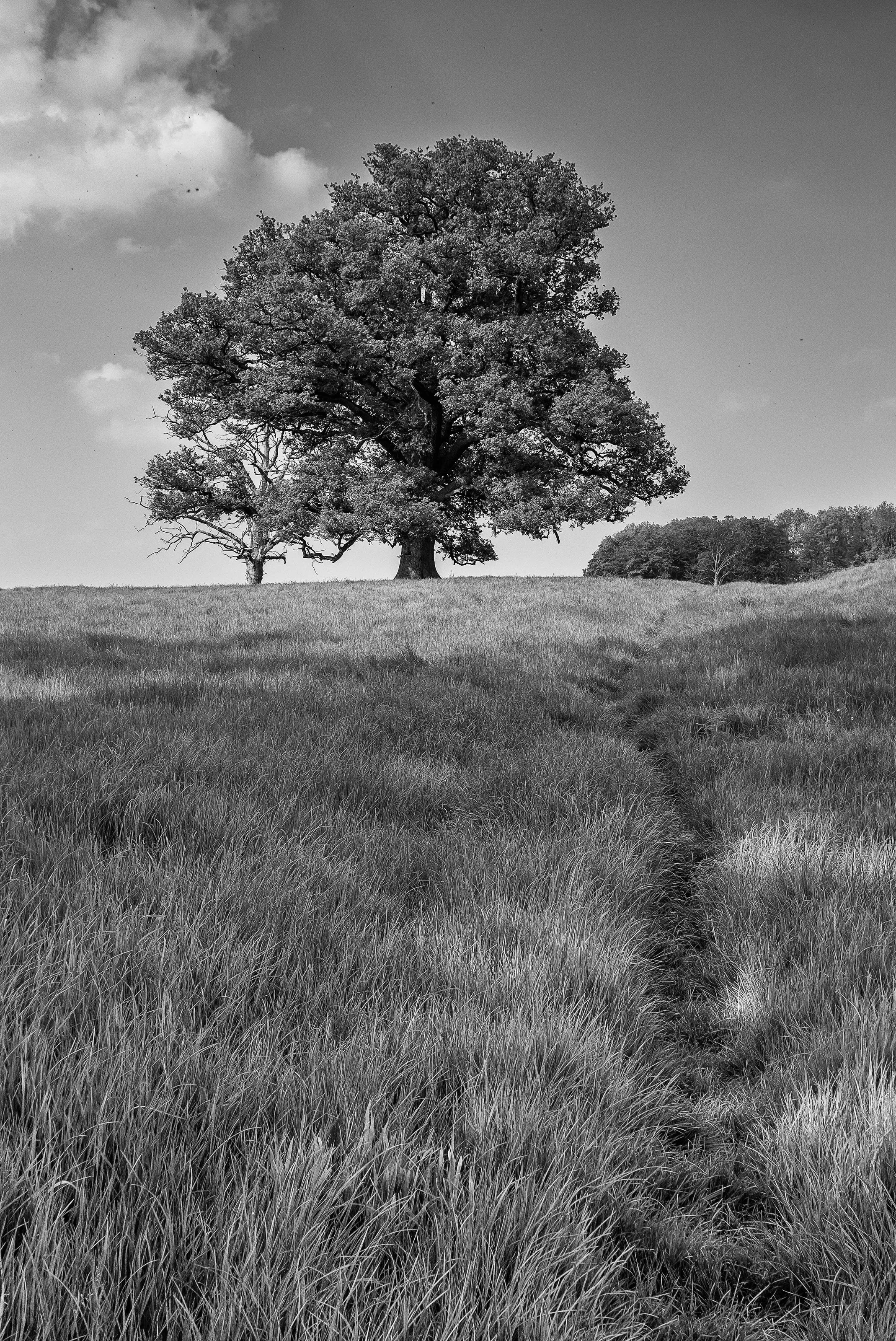 Countryside path