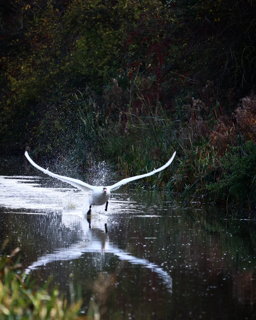 Landing Swan