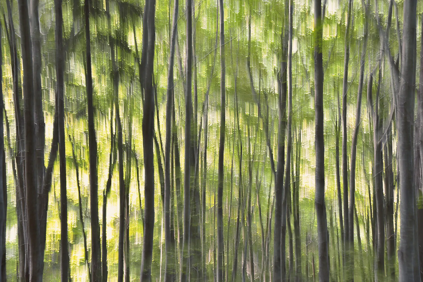 The forest