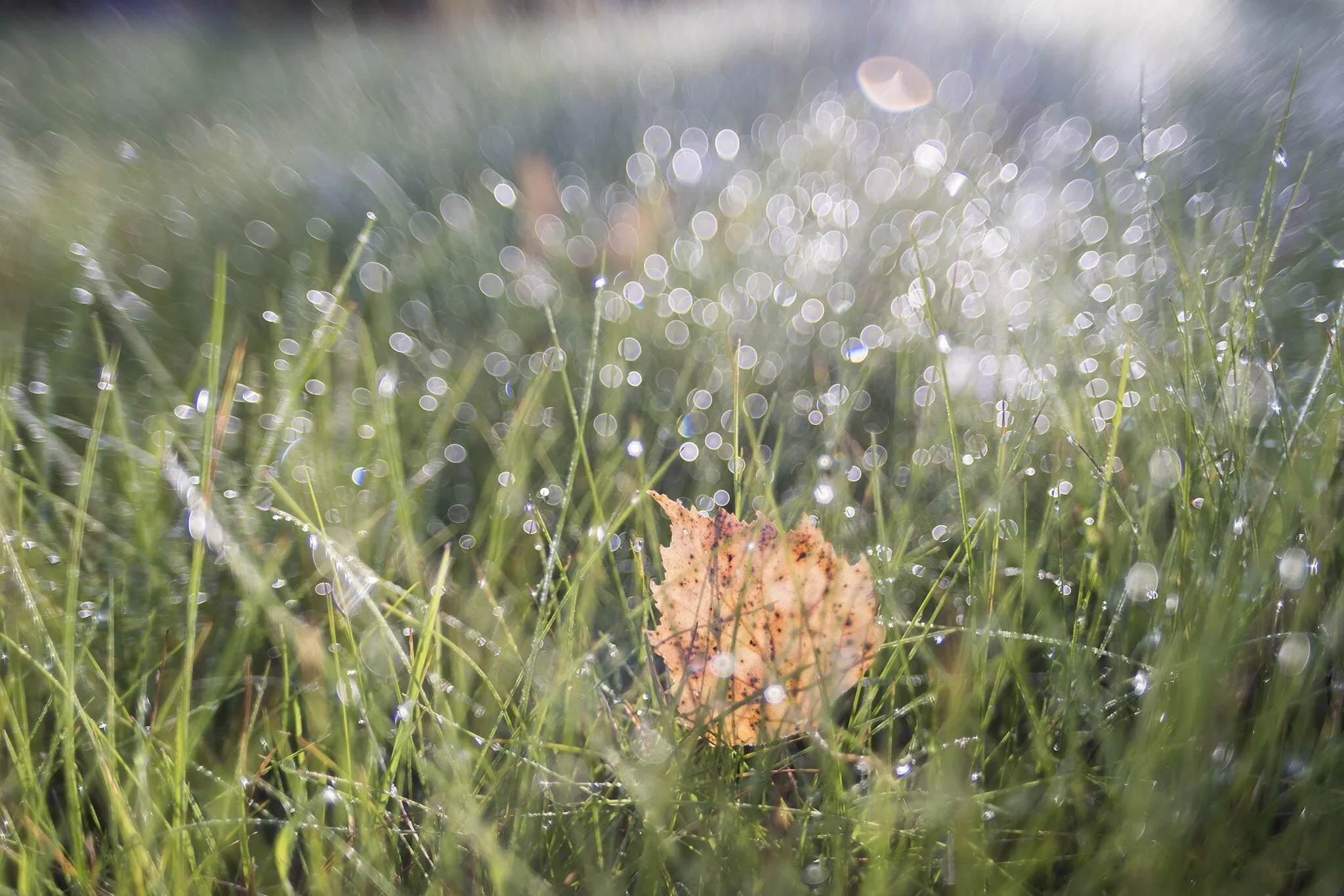 Morning bokeh