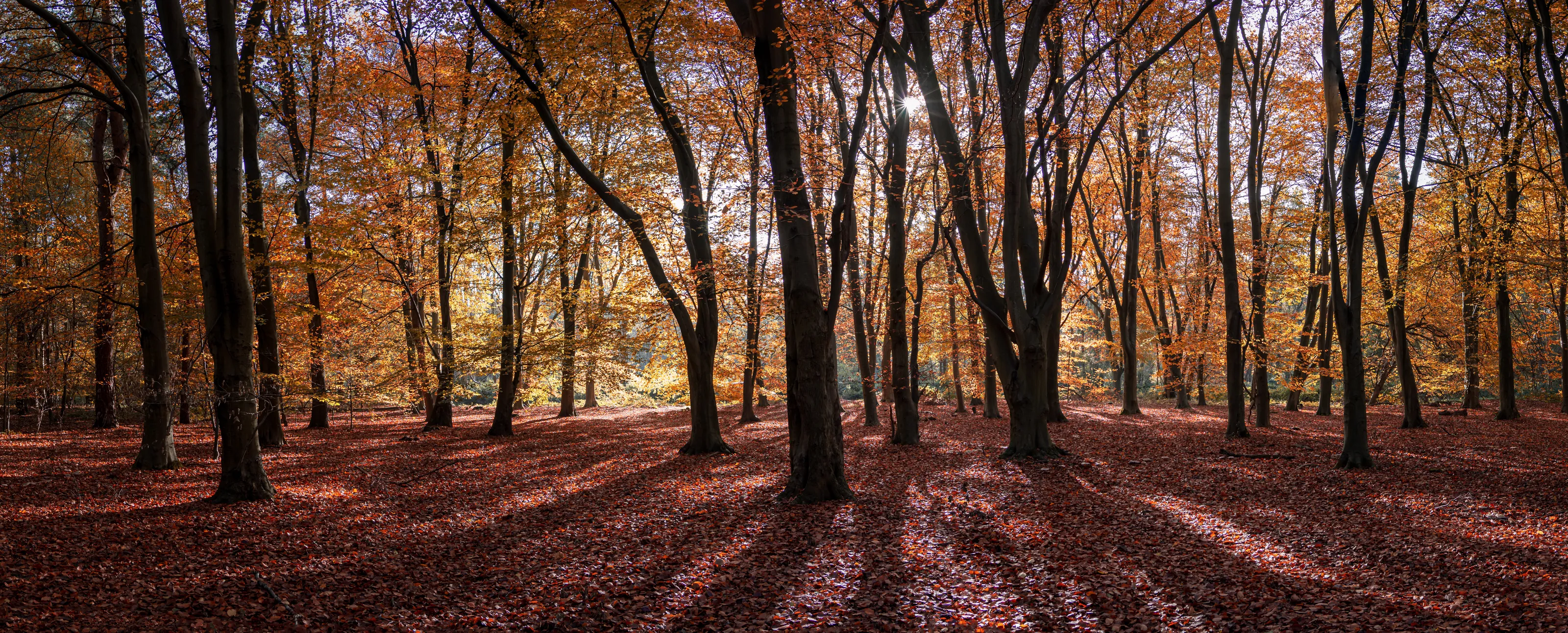 Autumn Forest