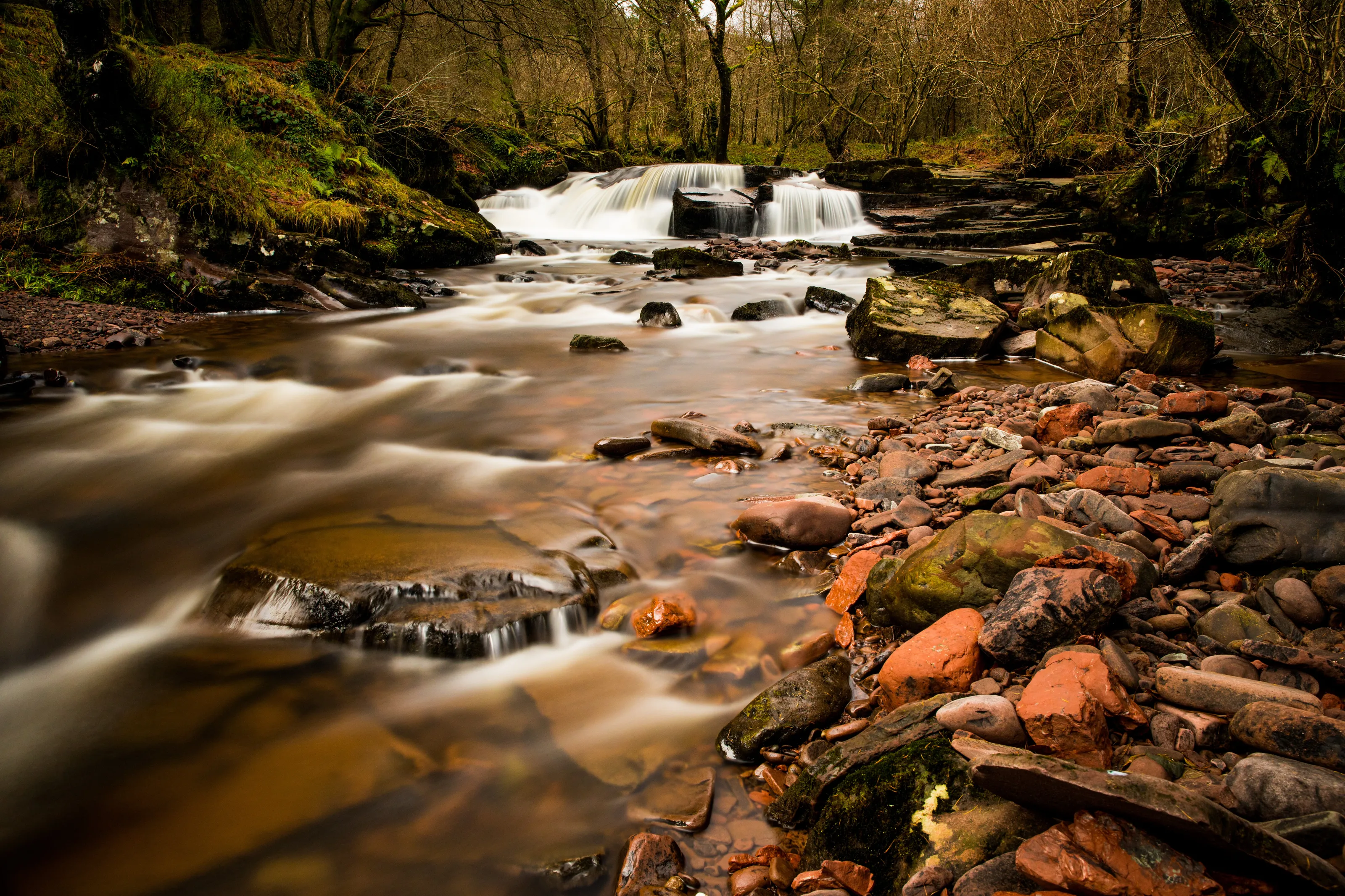 water in the trees