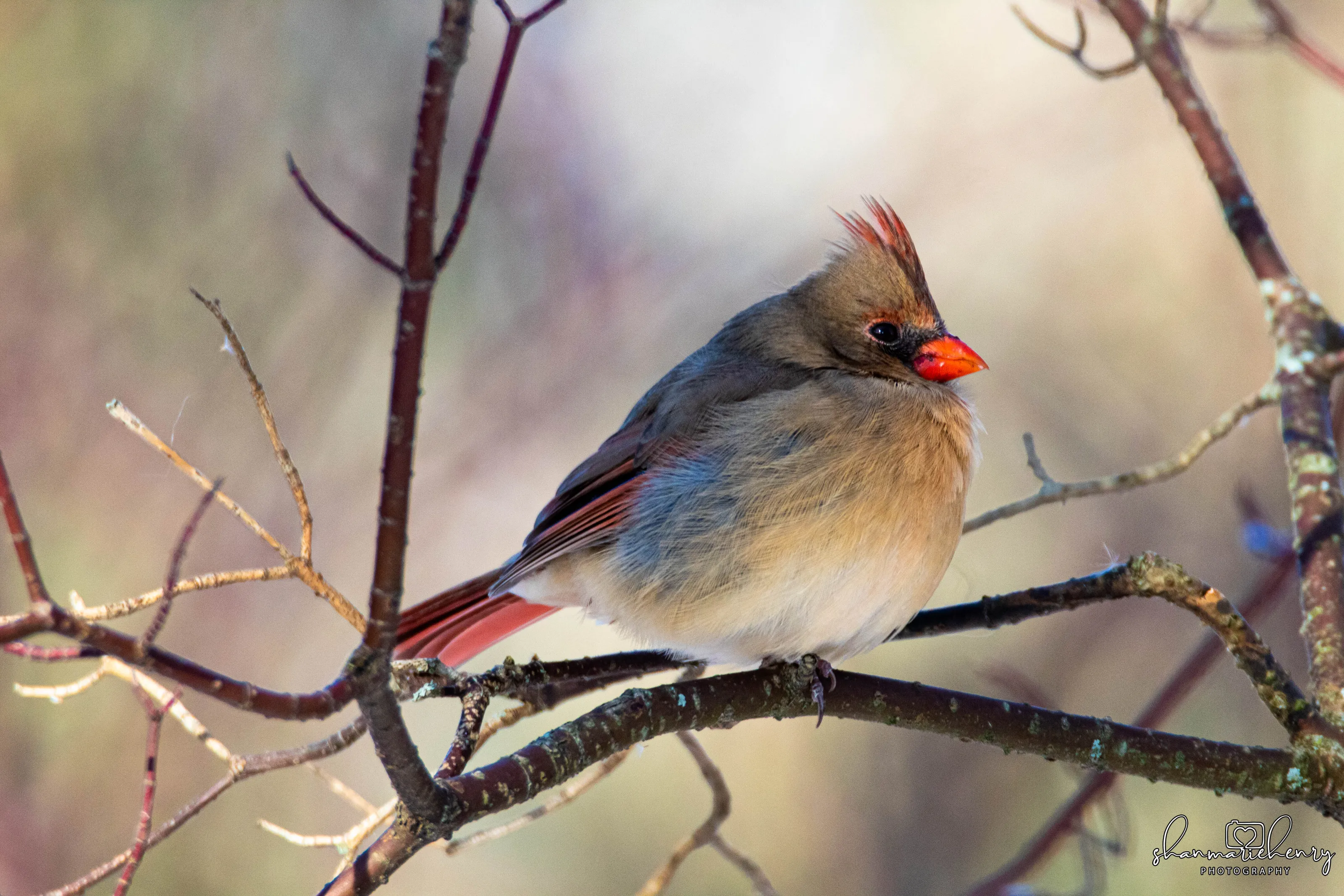 Northern Cardinal