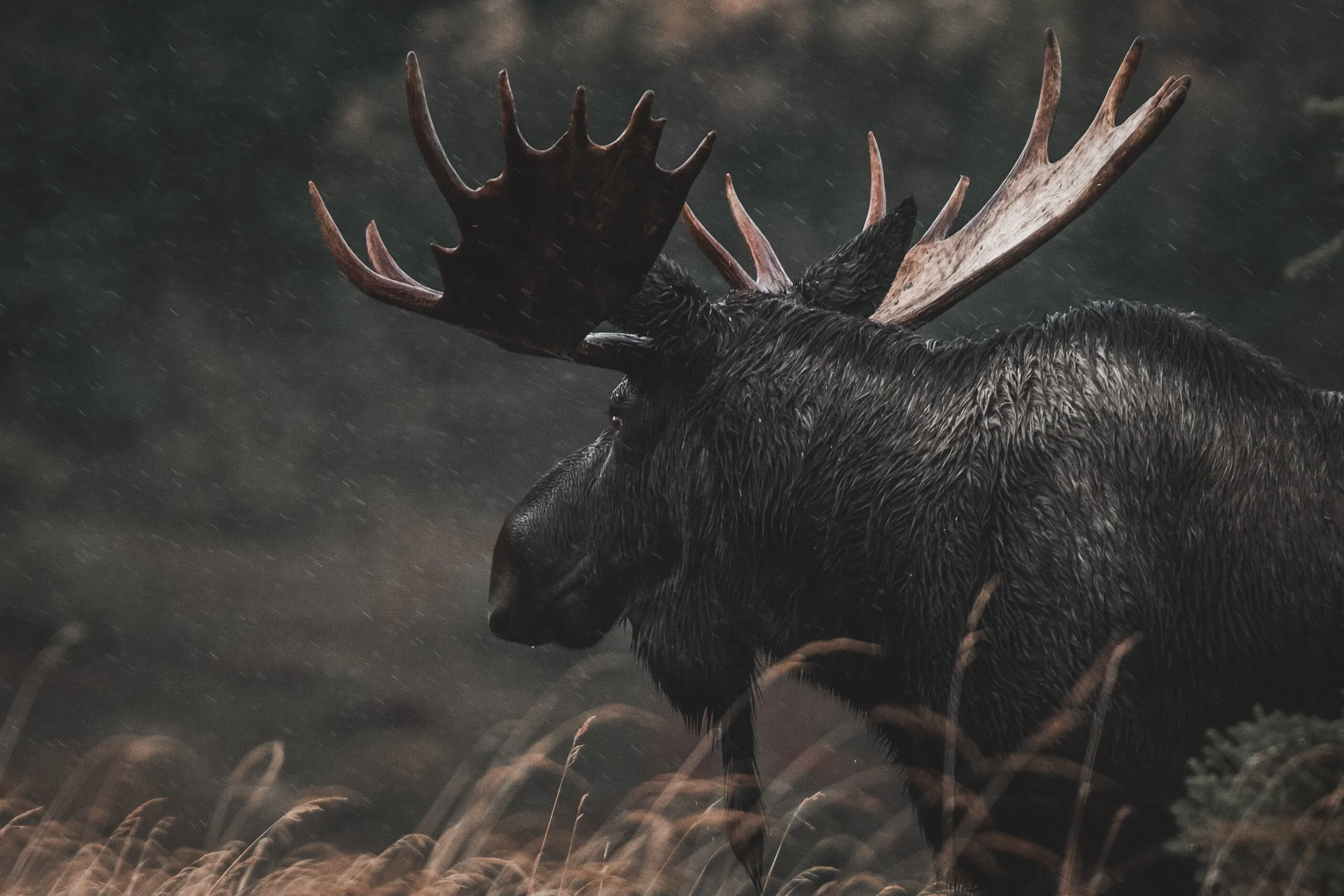 The mighty king of the North