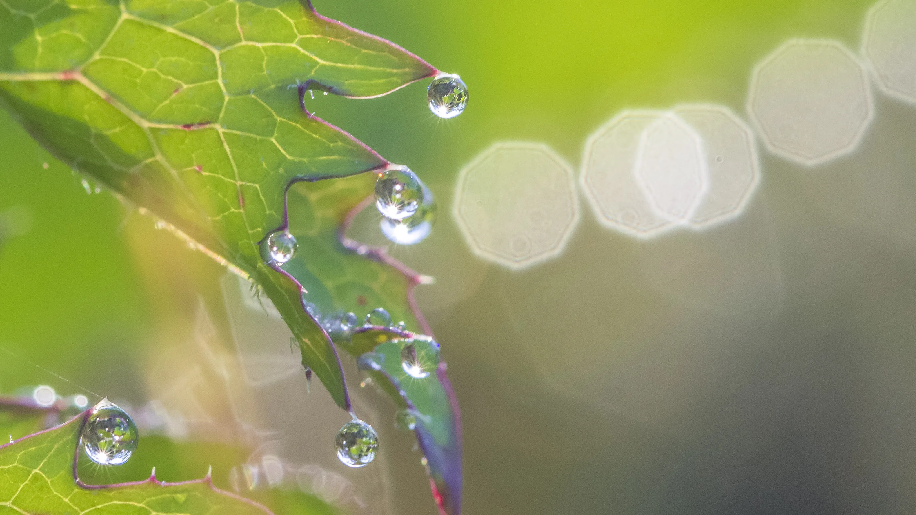 drops