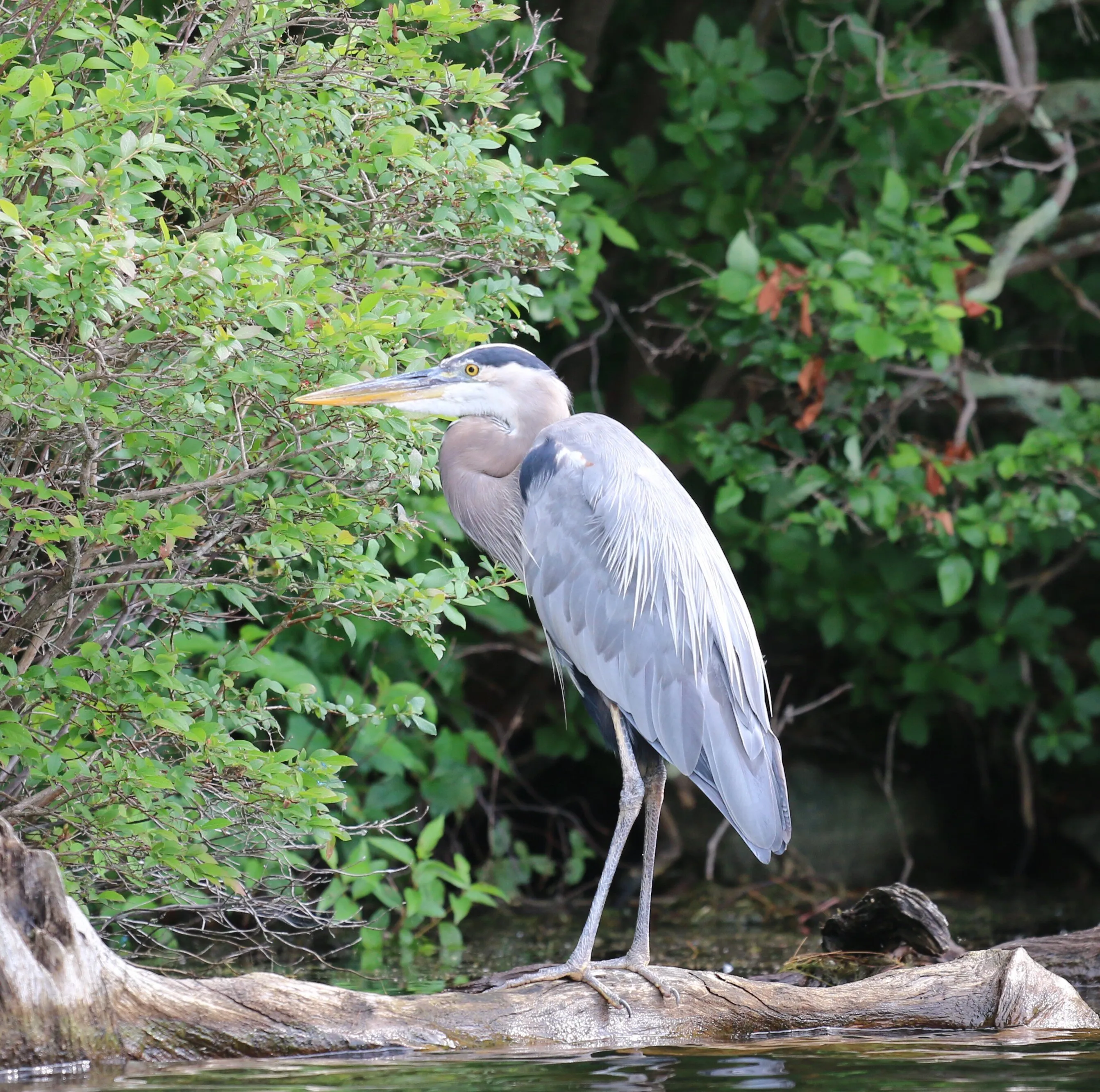 Great Blue Heron