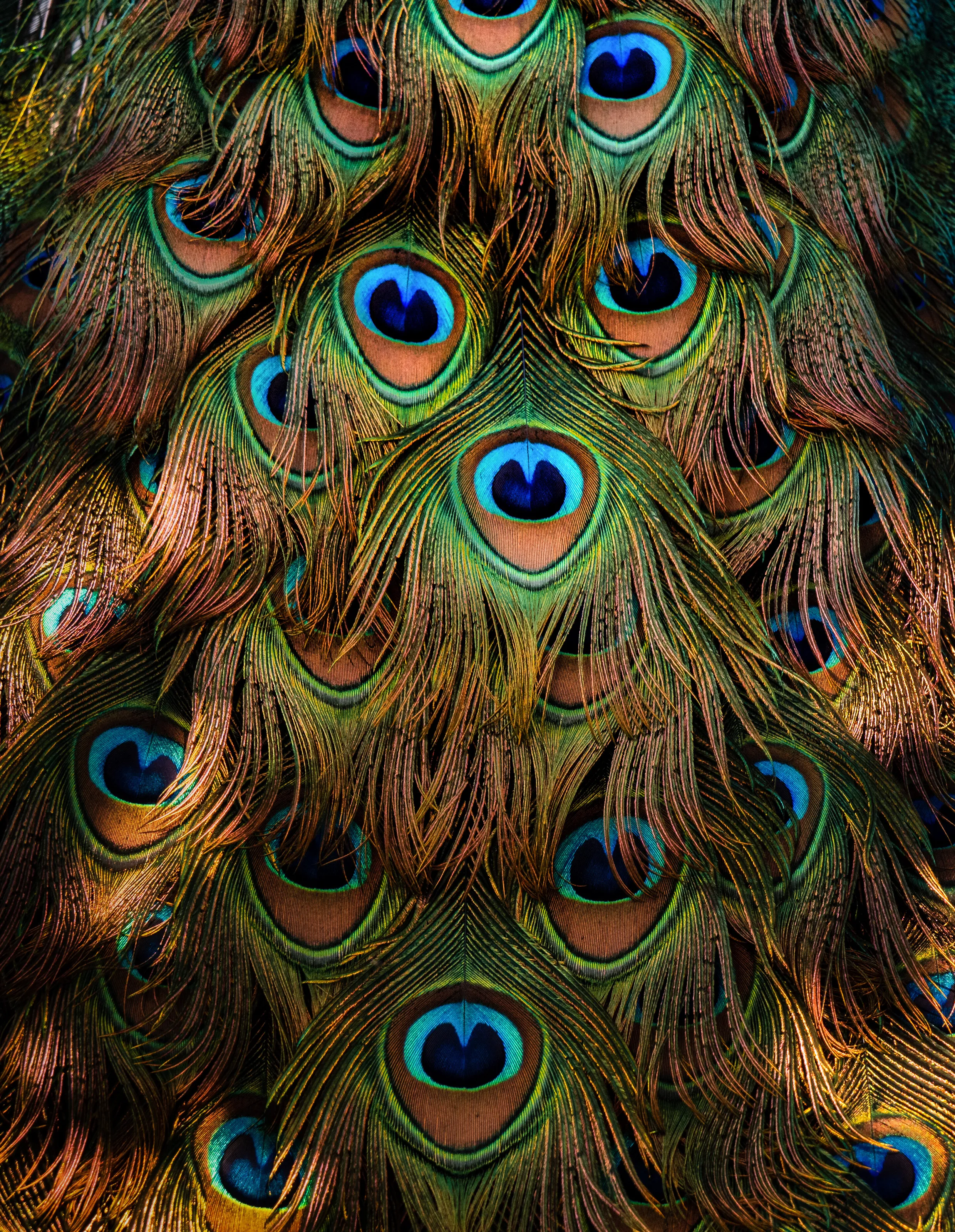Pretty Peacock Pattern