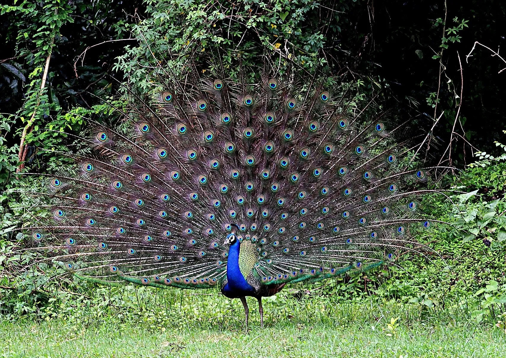 Peacock dance