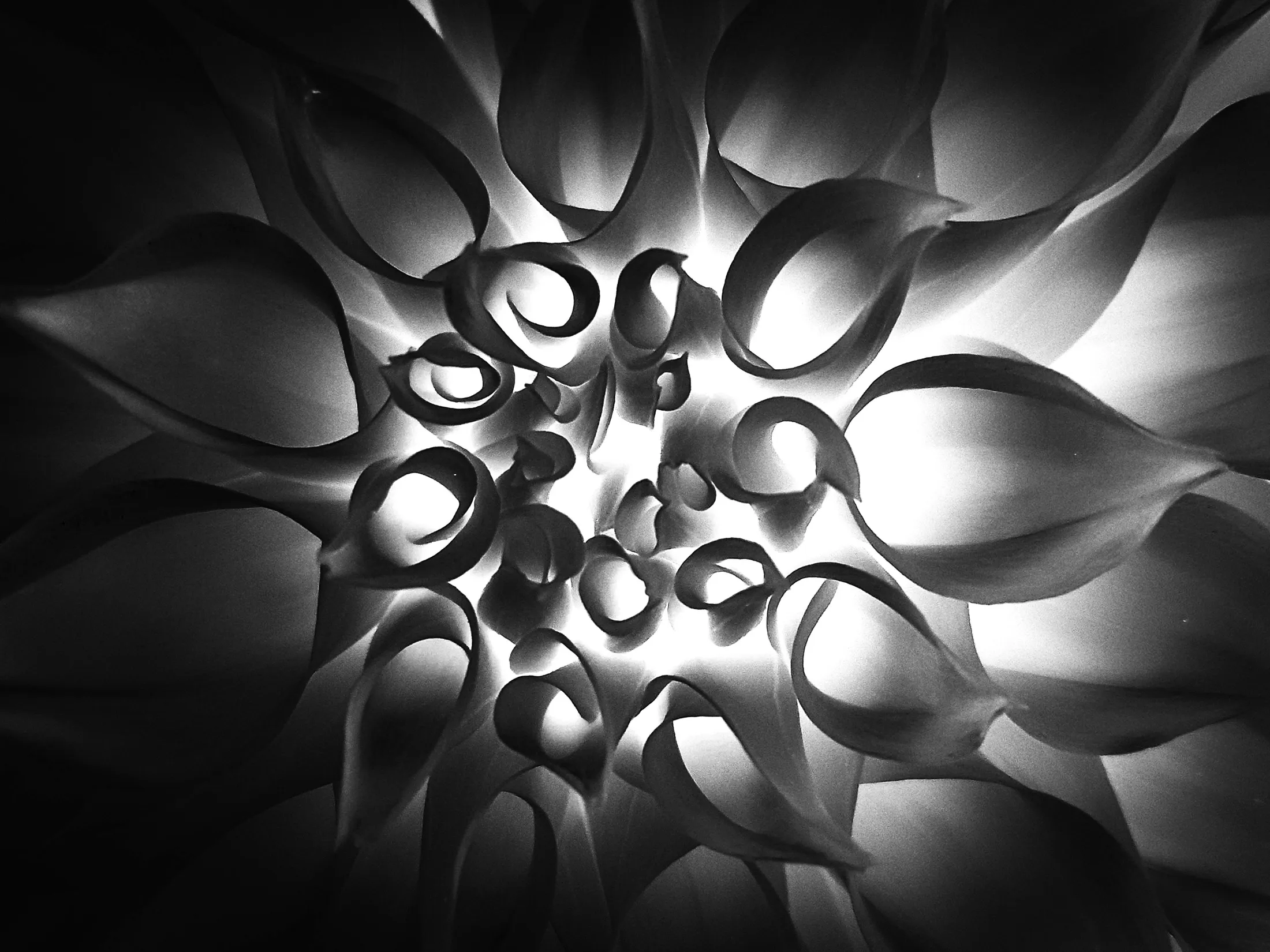 Inverted Image - Centre of Dahlia petals
