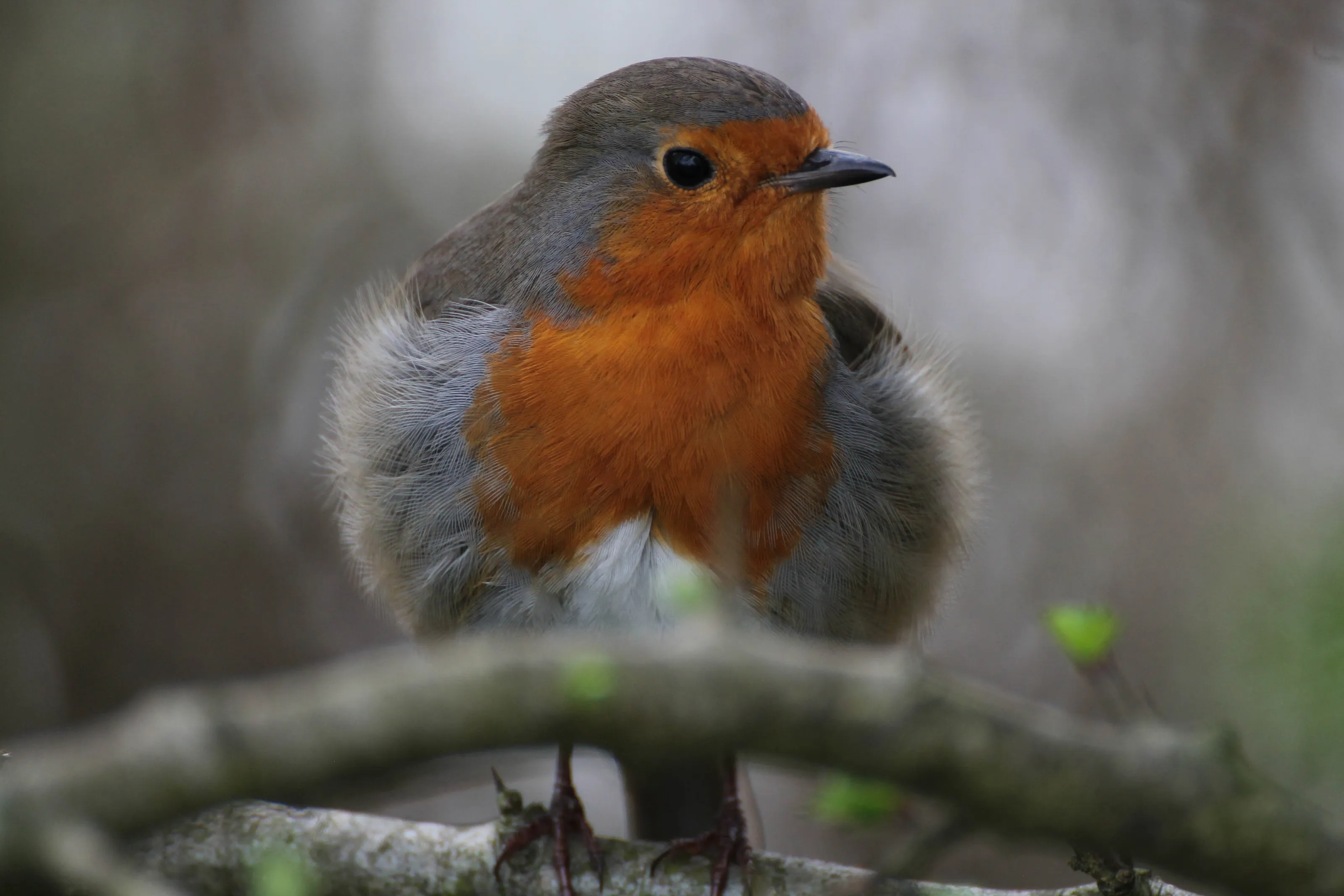 Red Robin