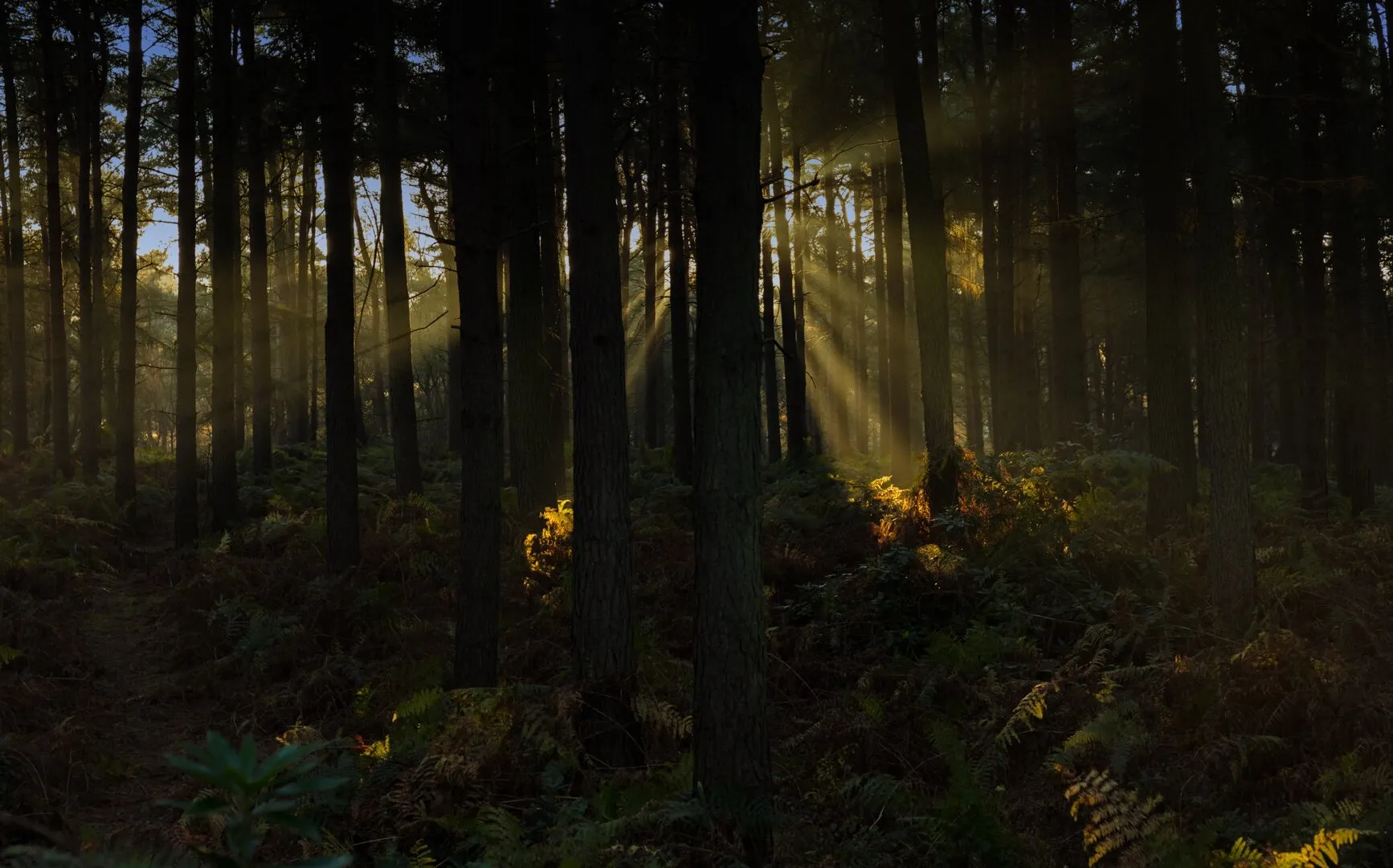 Early Morning Sunlight