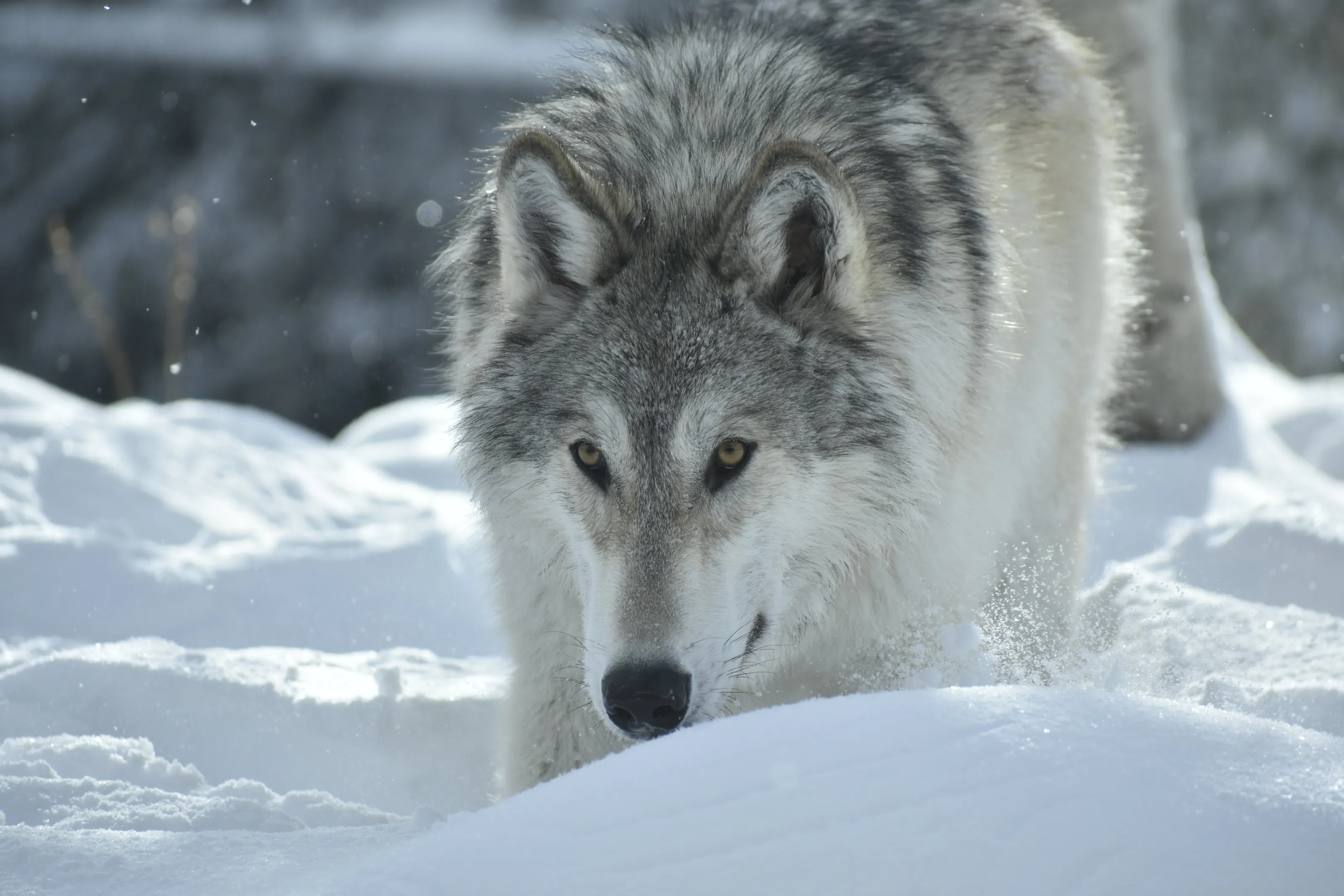 On the hunt