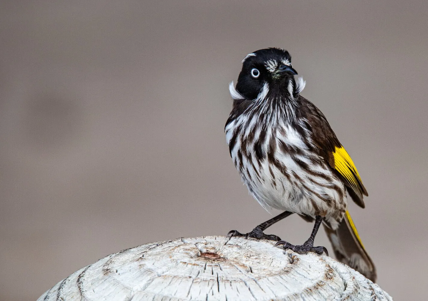 New Holland Honeyeater