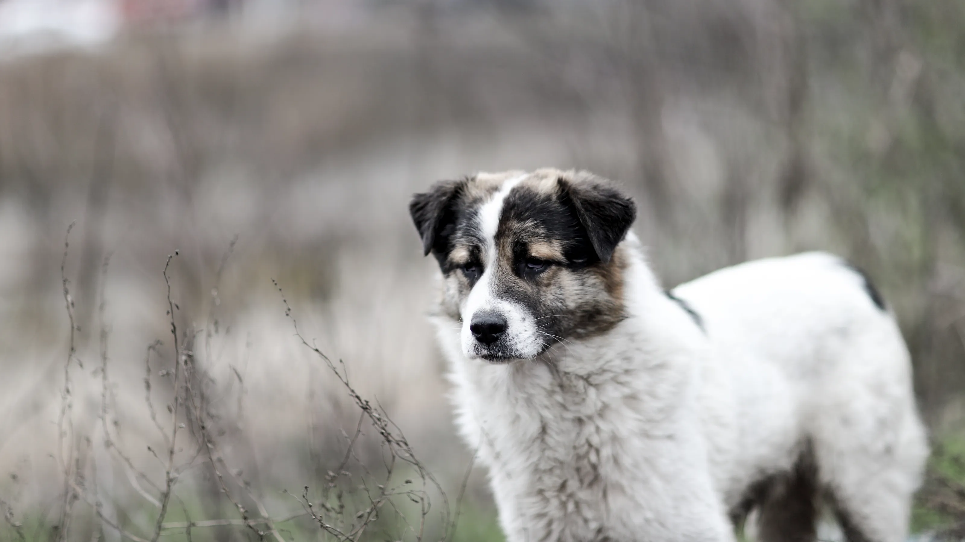 Stray dog