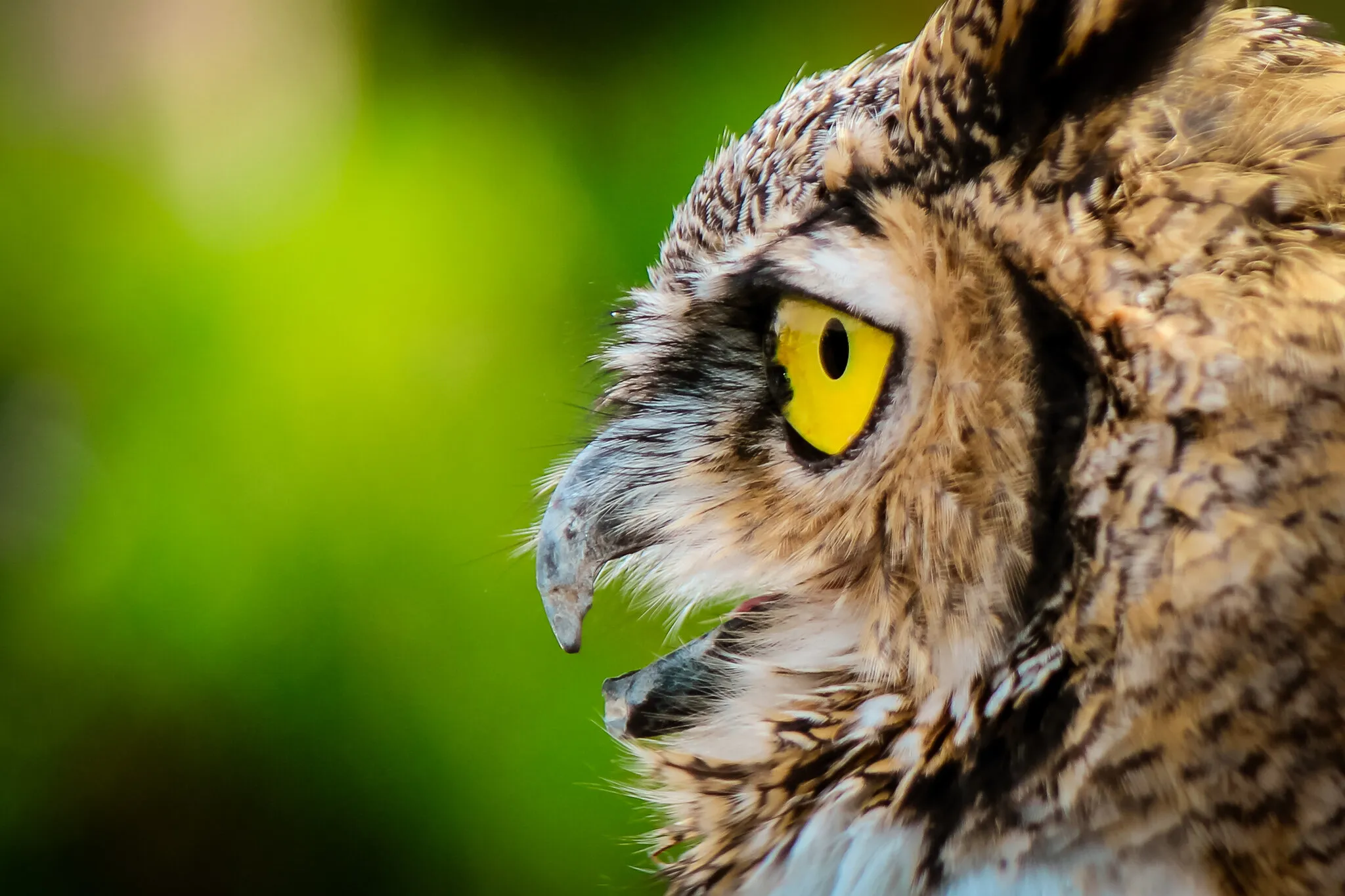 Owl Eyes
