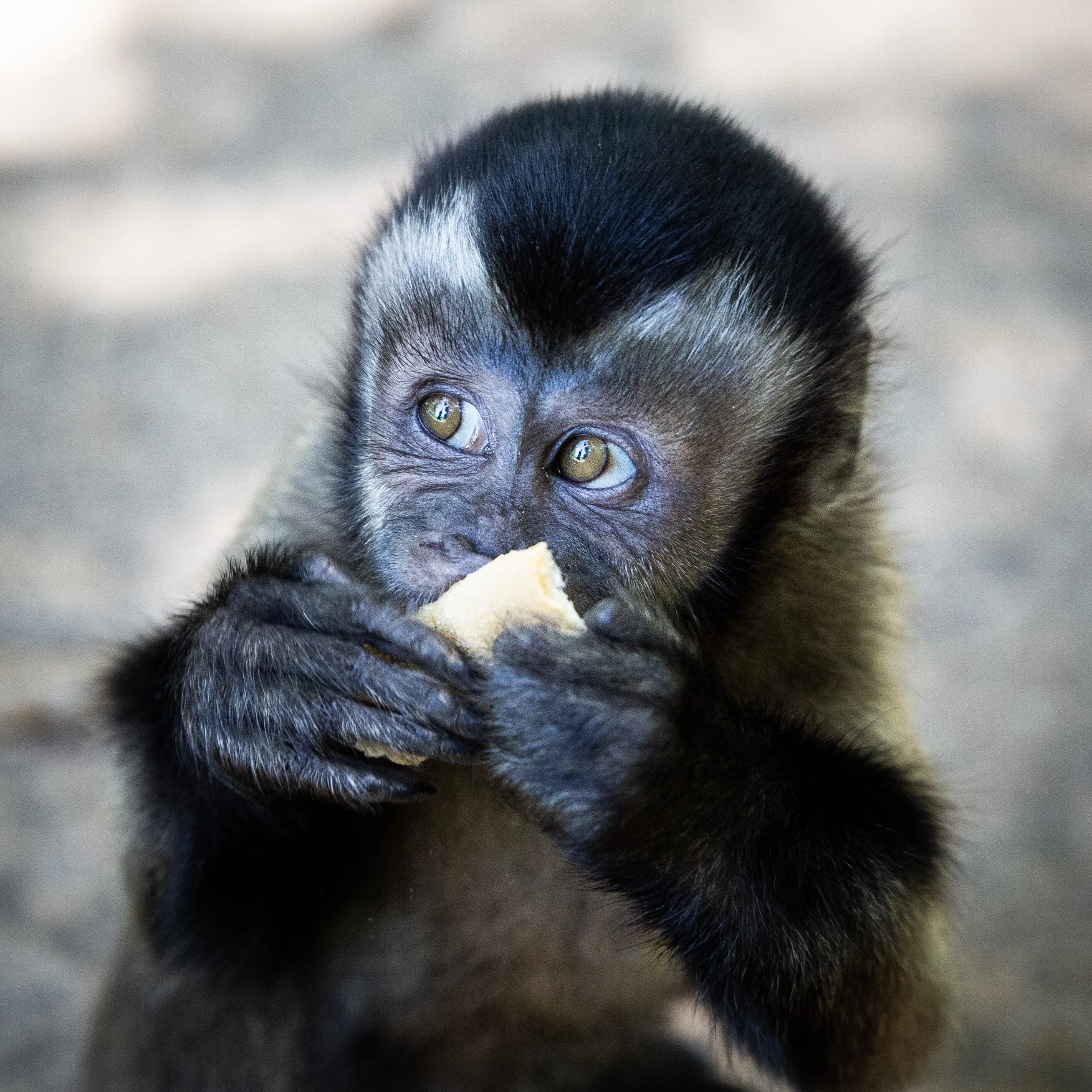 Capuchin monkey in French Guyana