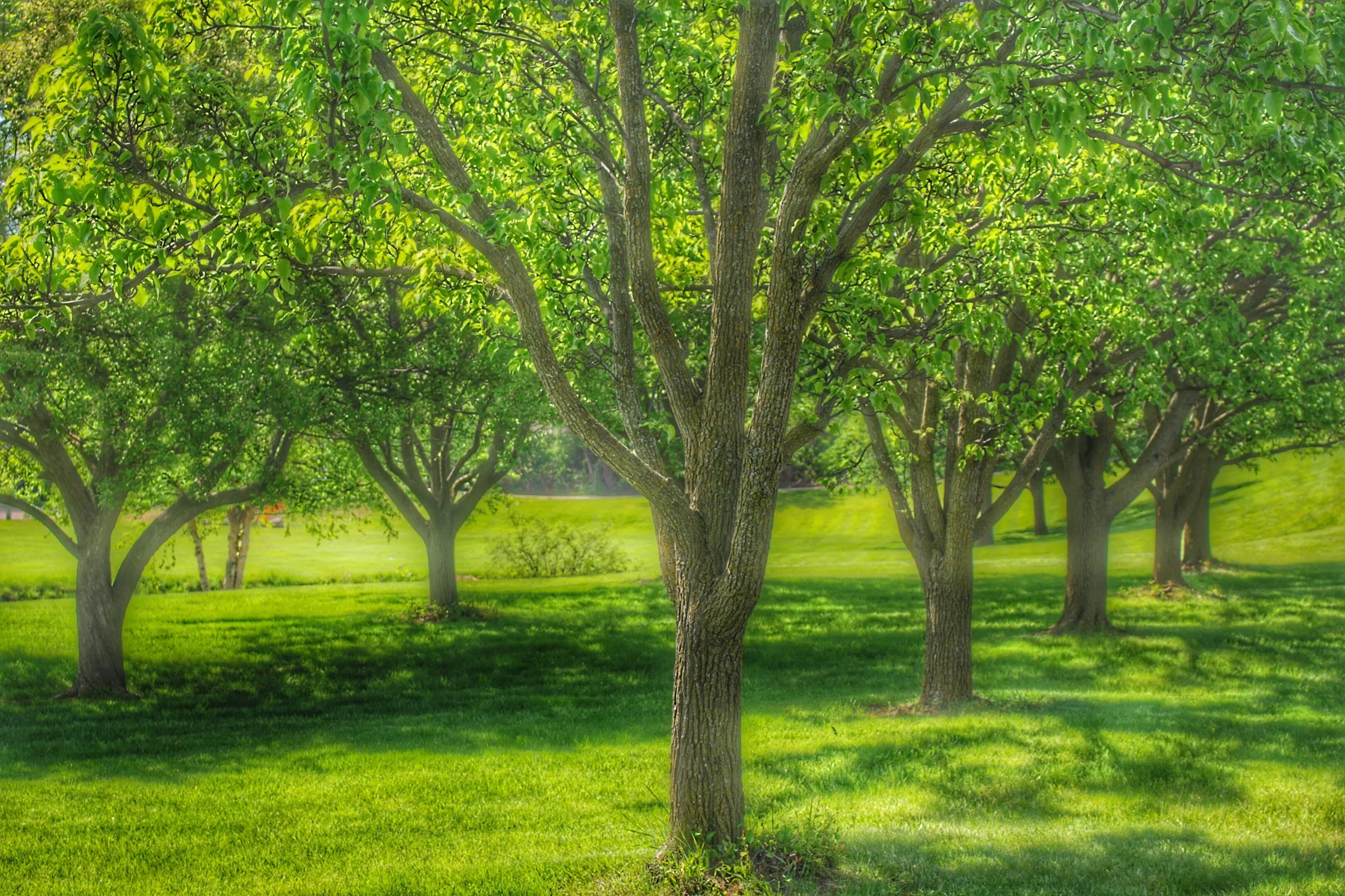 Chartreuse Trees