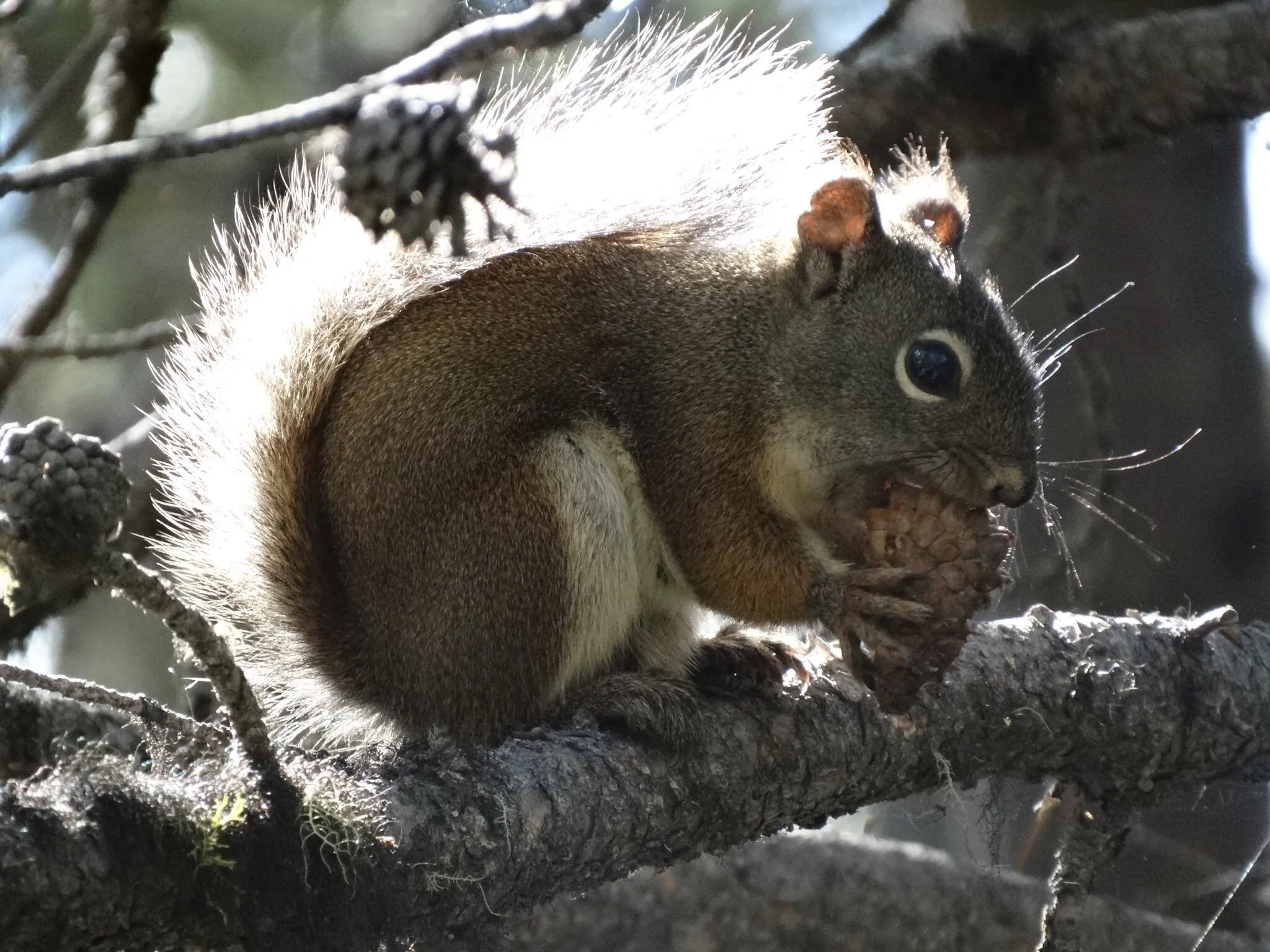 Squirrel eating