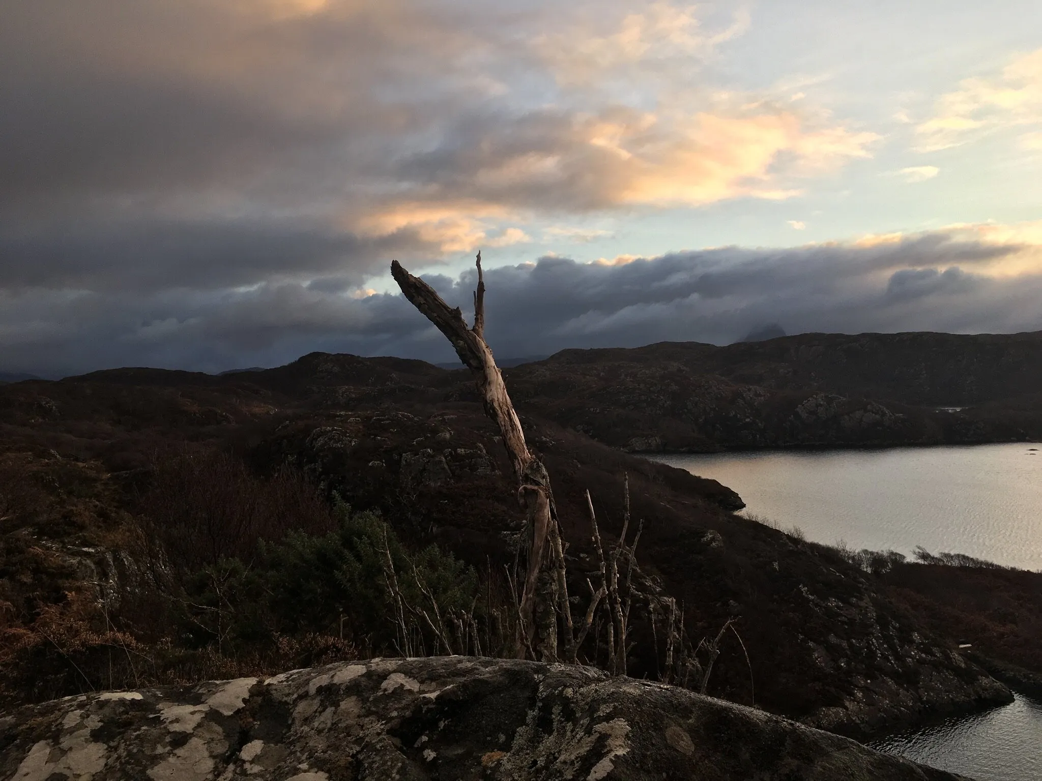 Lonesome pine