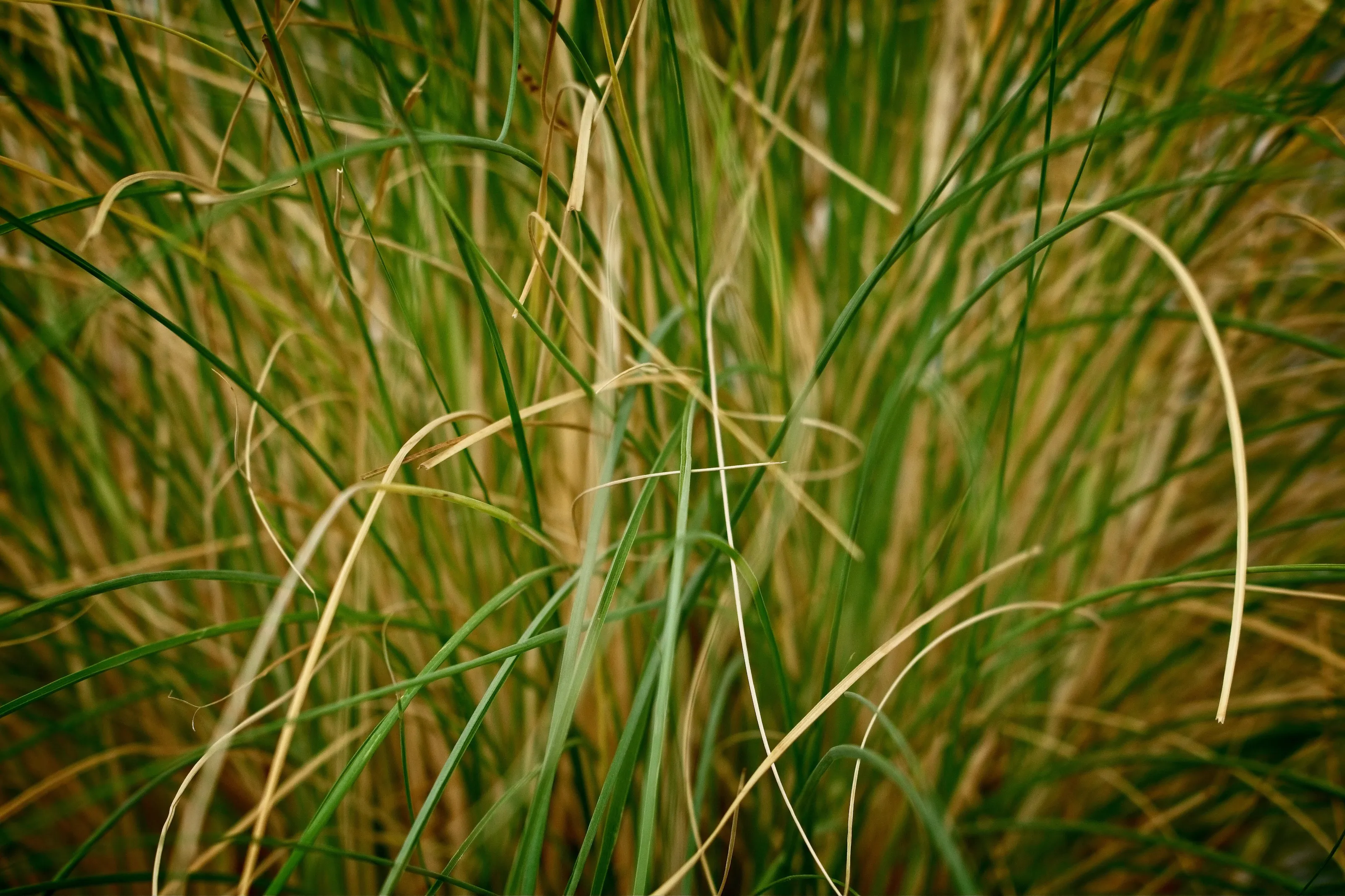 Grass, an abstract view