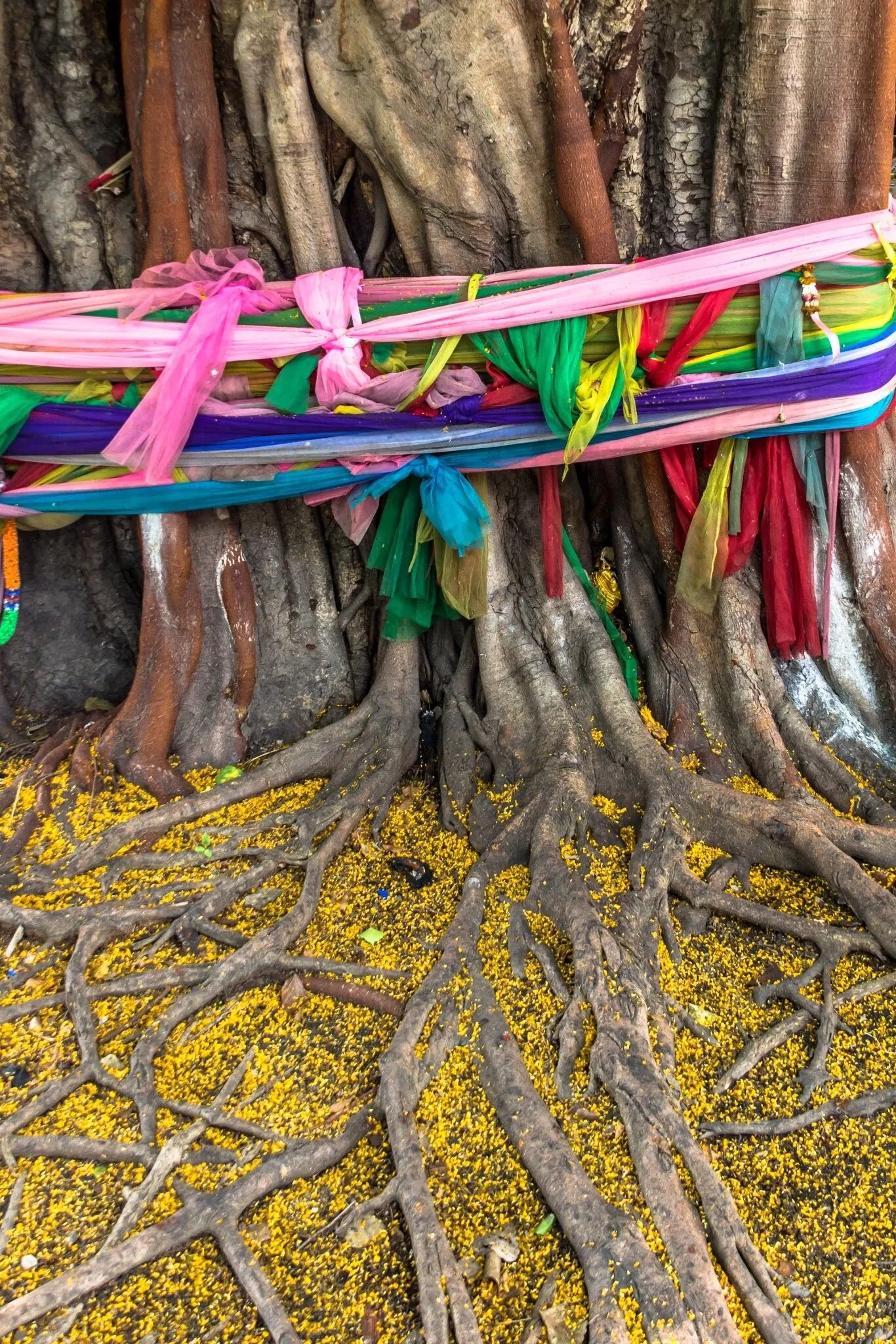 Tree in Bangkok