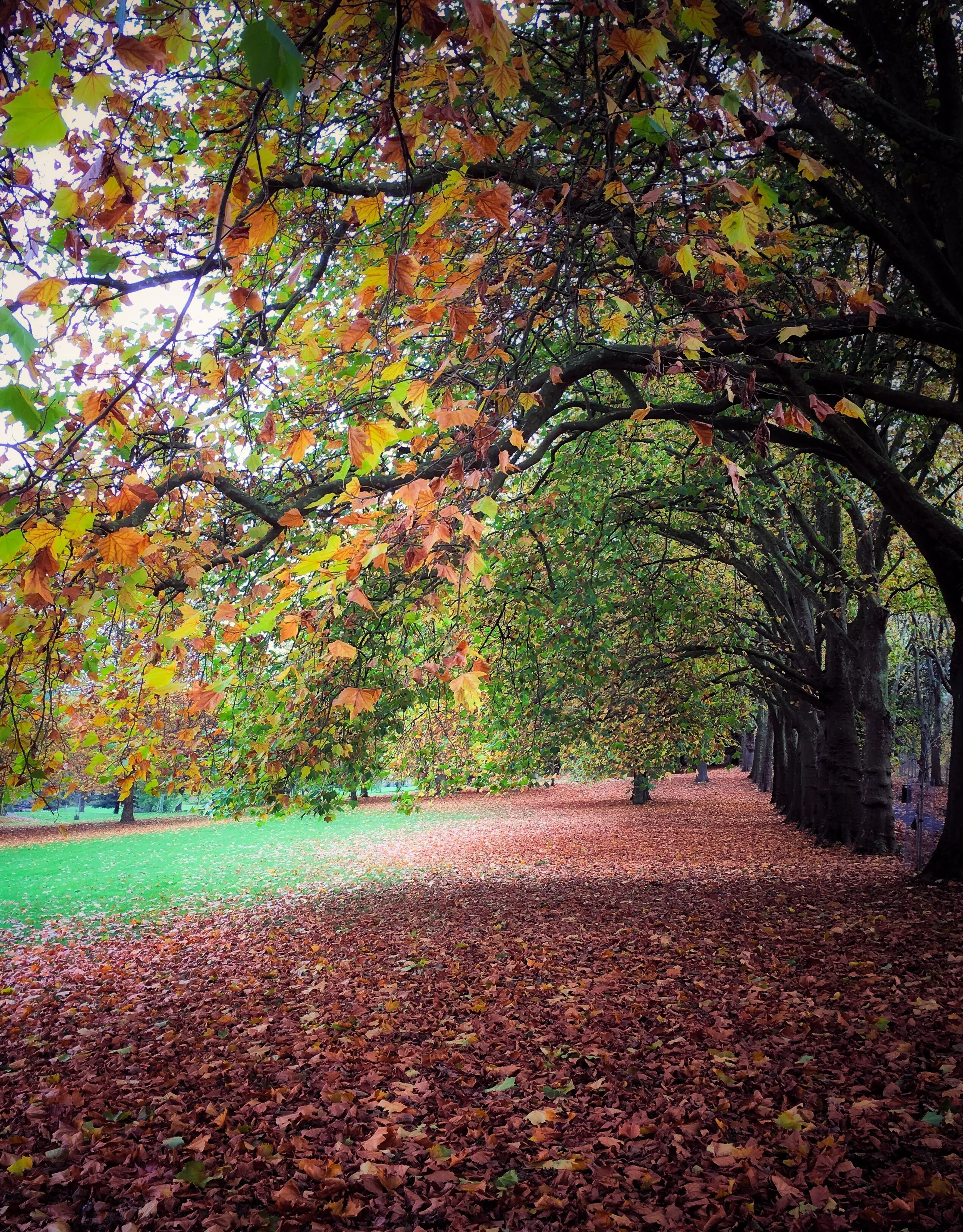 'Autumn - Light & Leaf'