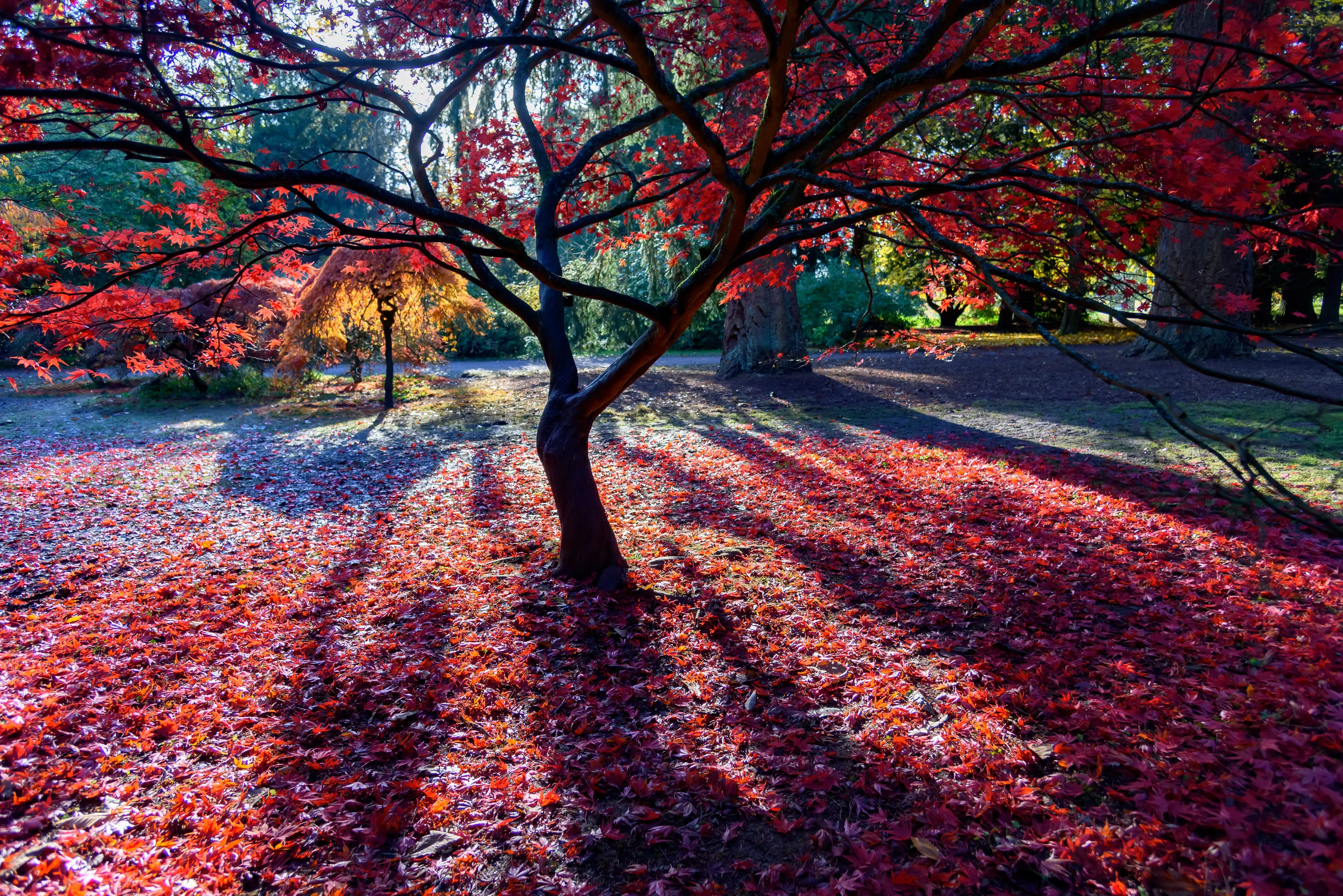 Early morning autumn colours.