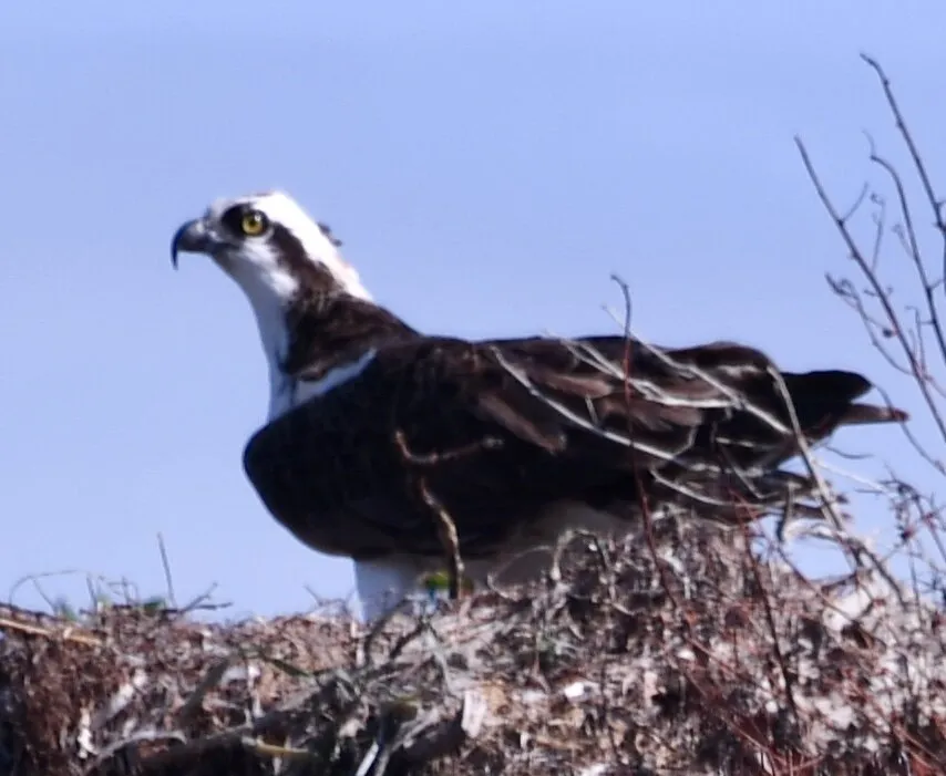 Osprey