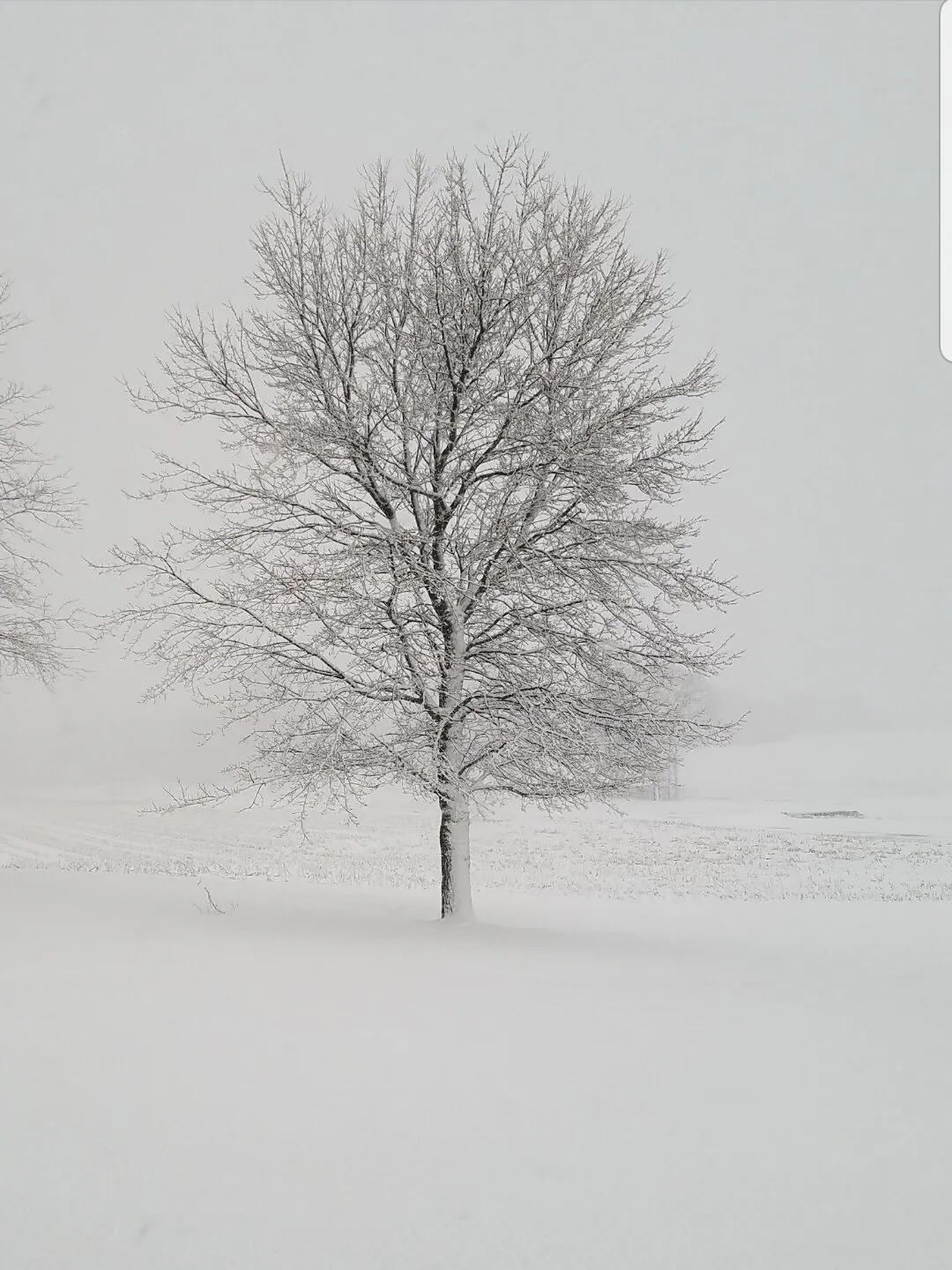 Winter wonderland