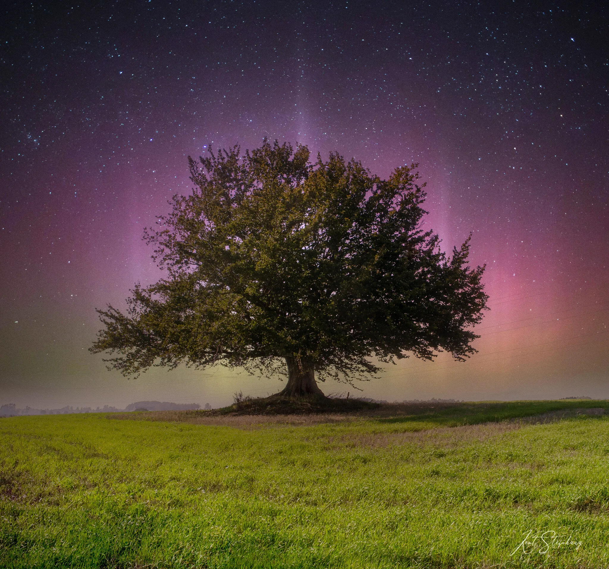 The lonely tree in Skien, Norway