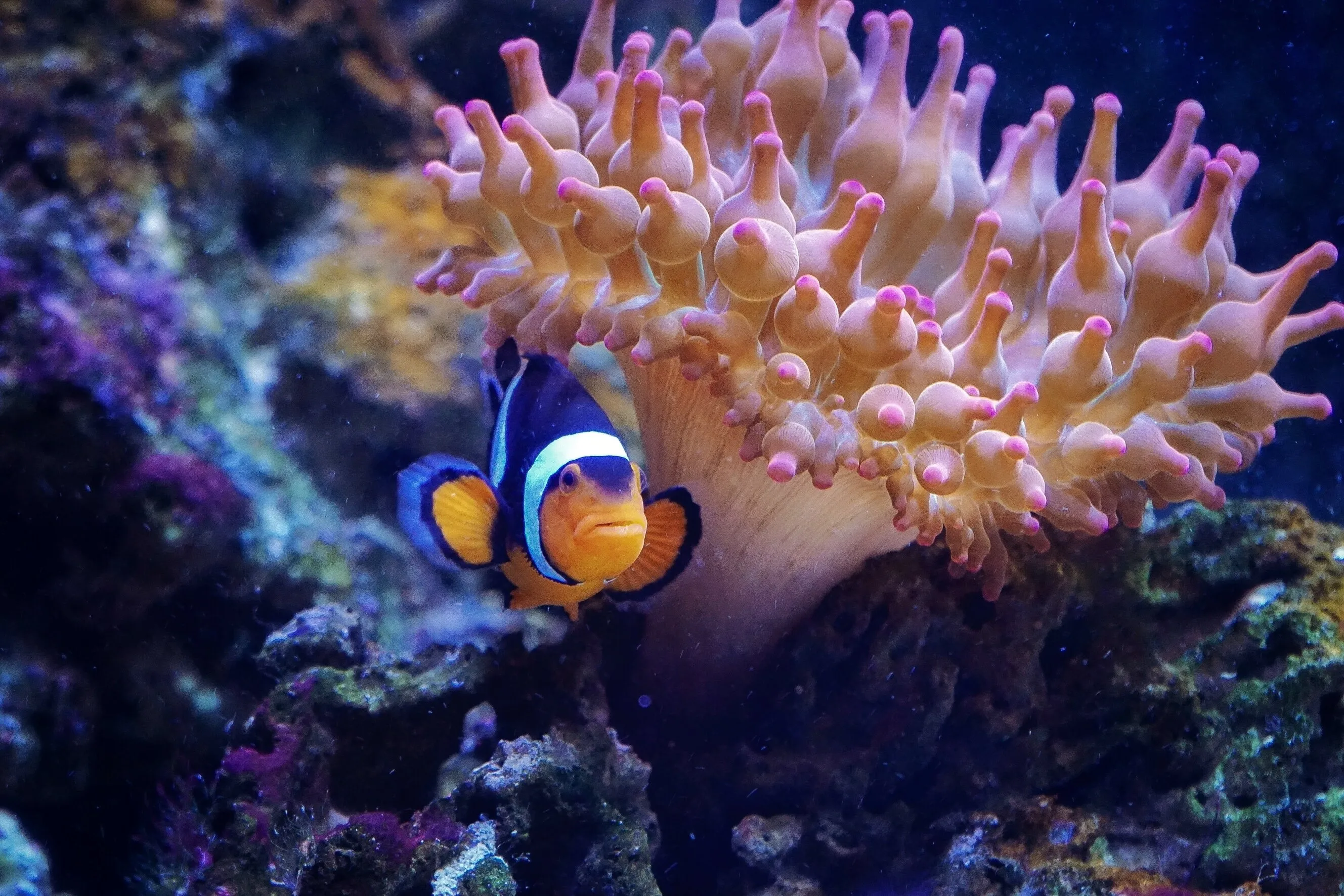 Finding Nemo.