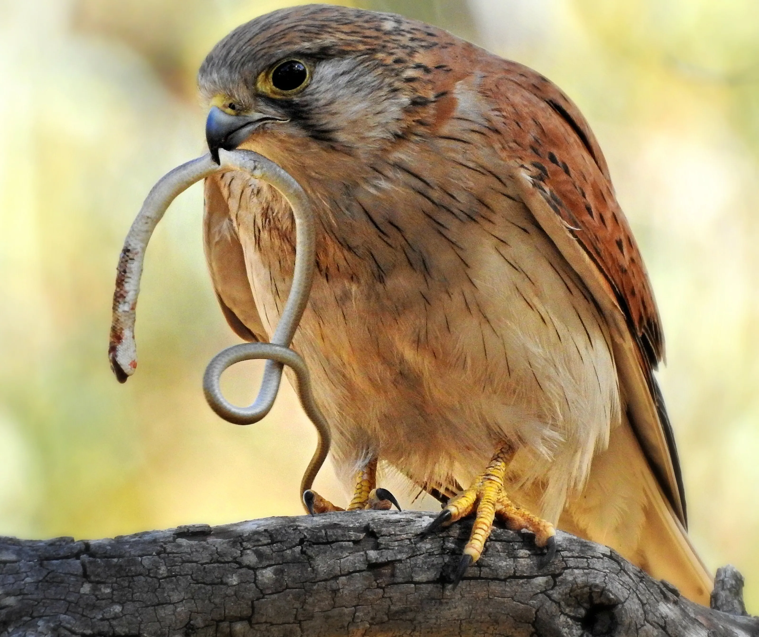 Nakeen Kestrel