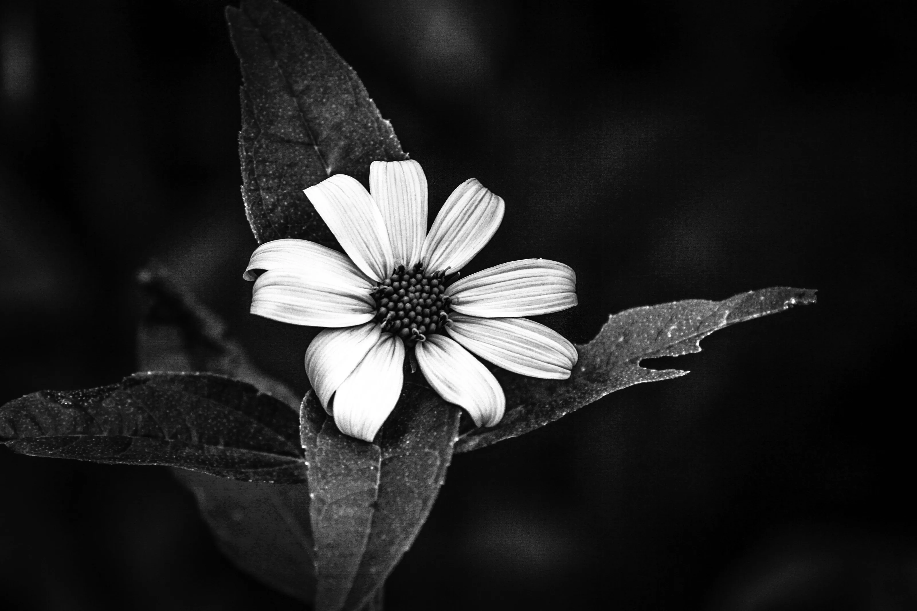 Alone in the Dark