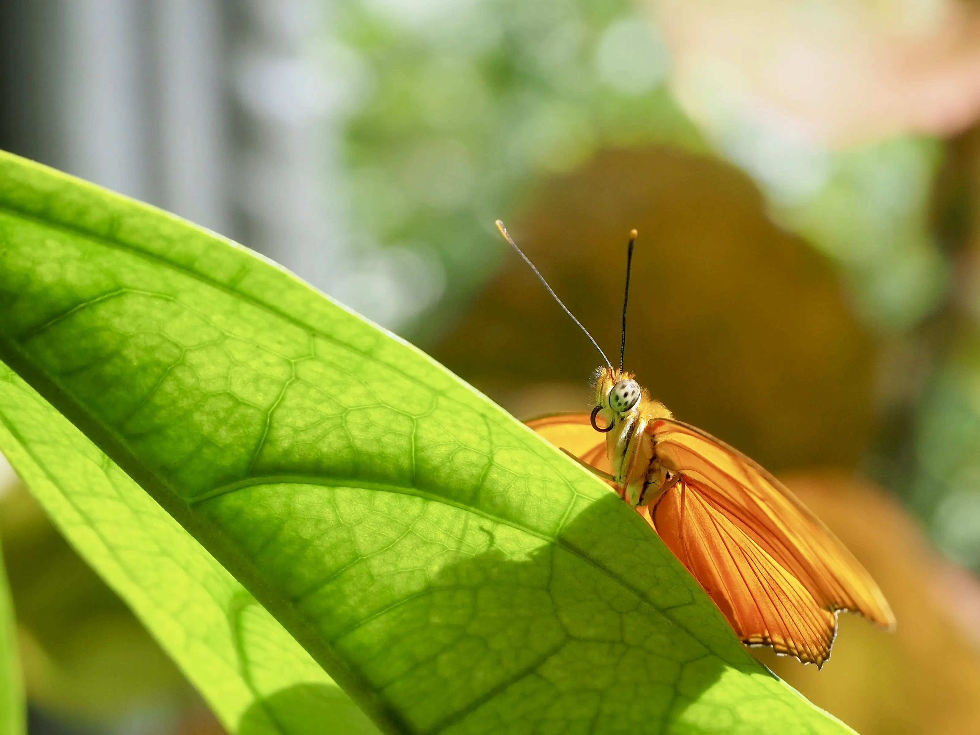 Butterfly Adventure