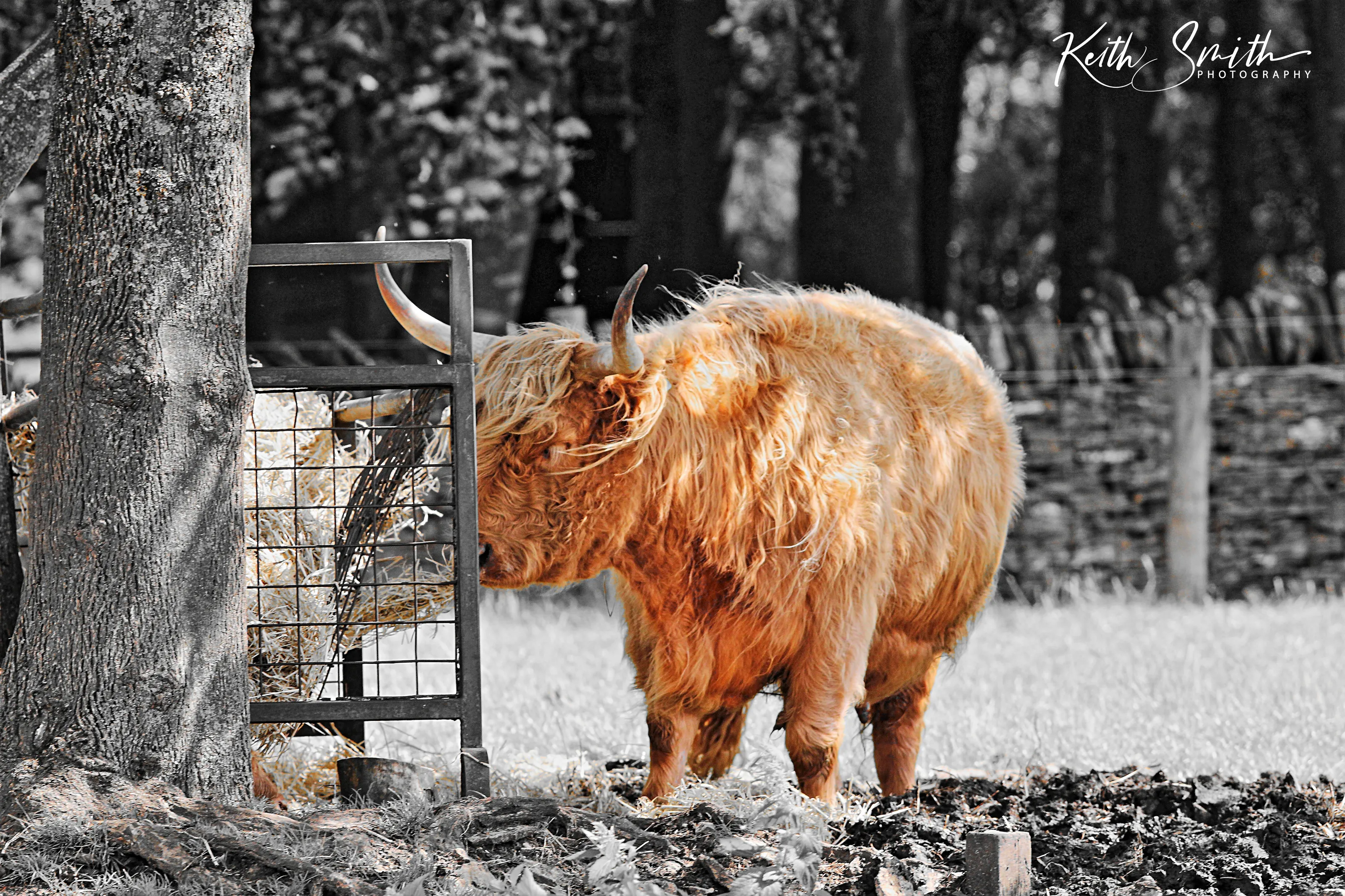 Cotswold Wildlife Park