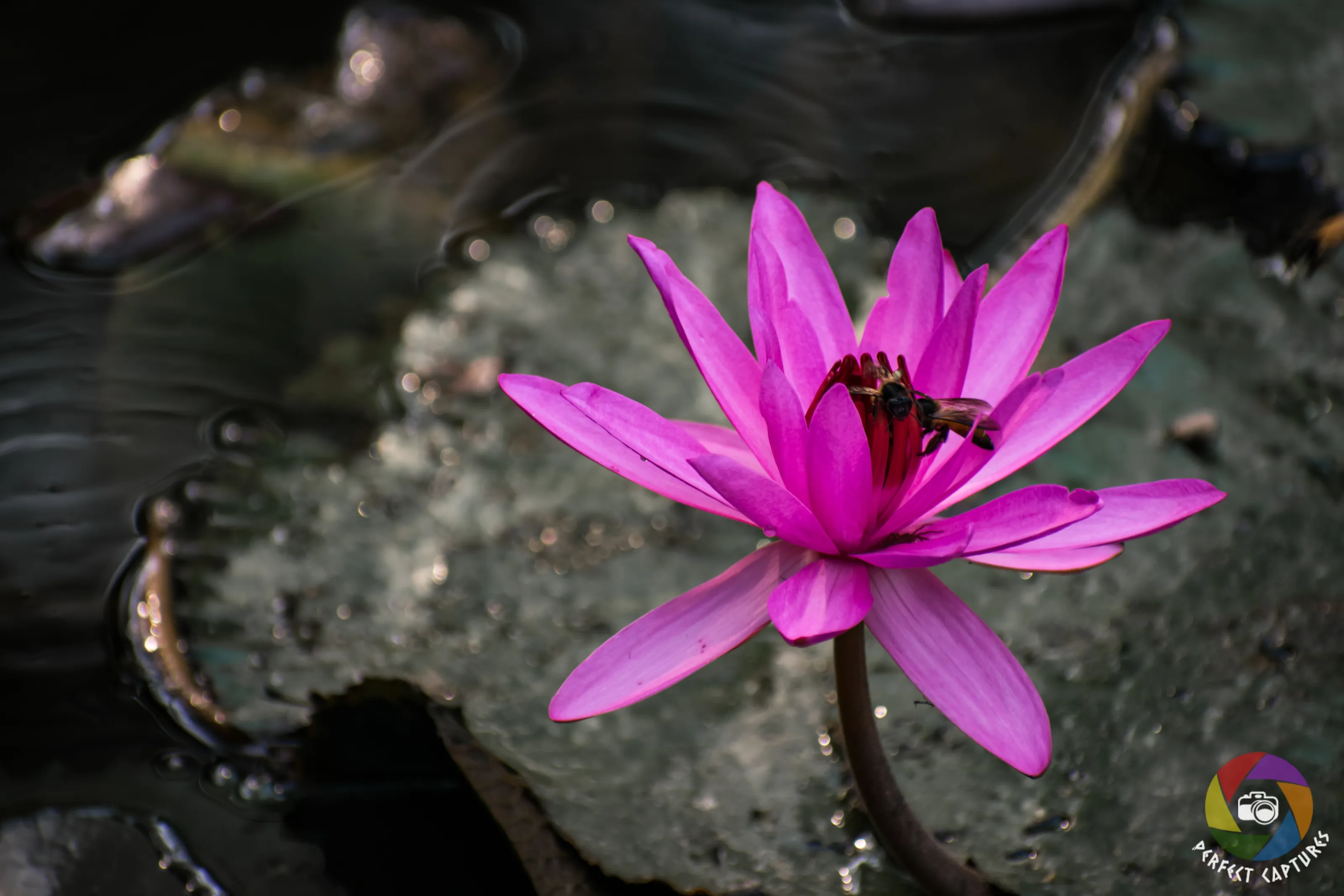 Lotus
