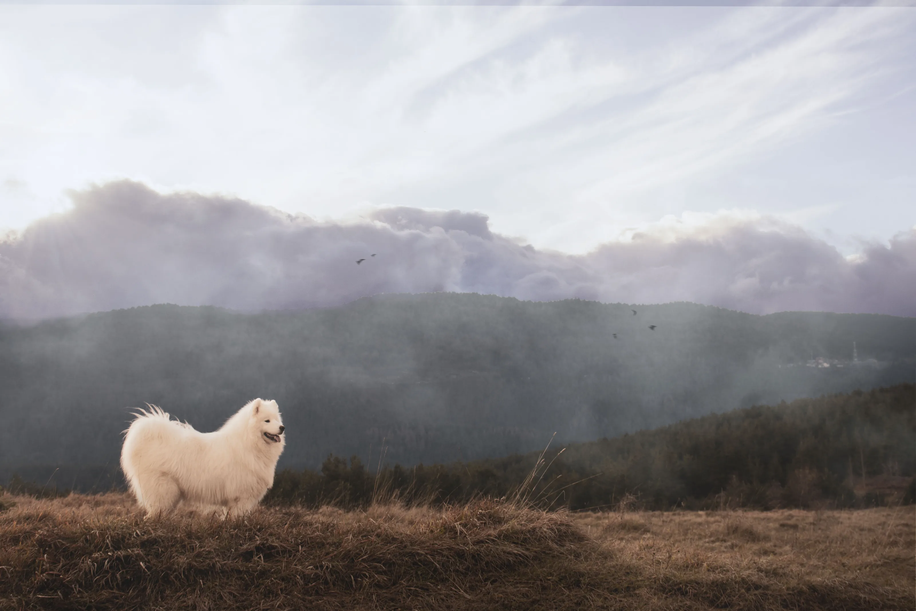 Dog in the mountains