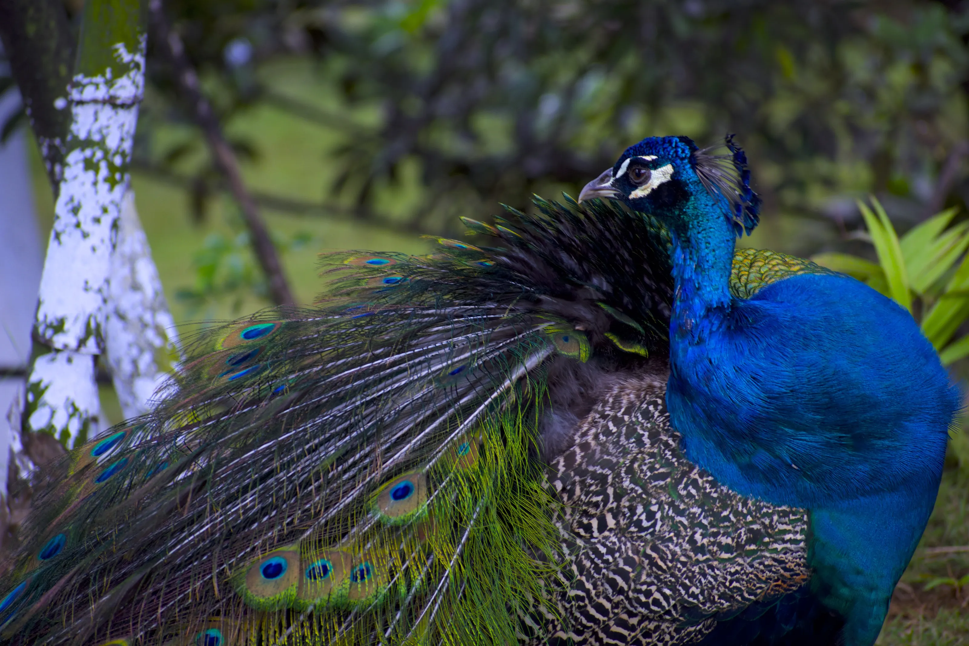 Banner image