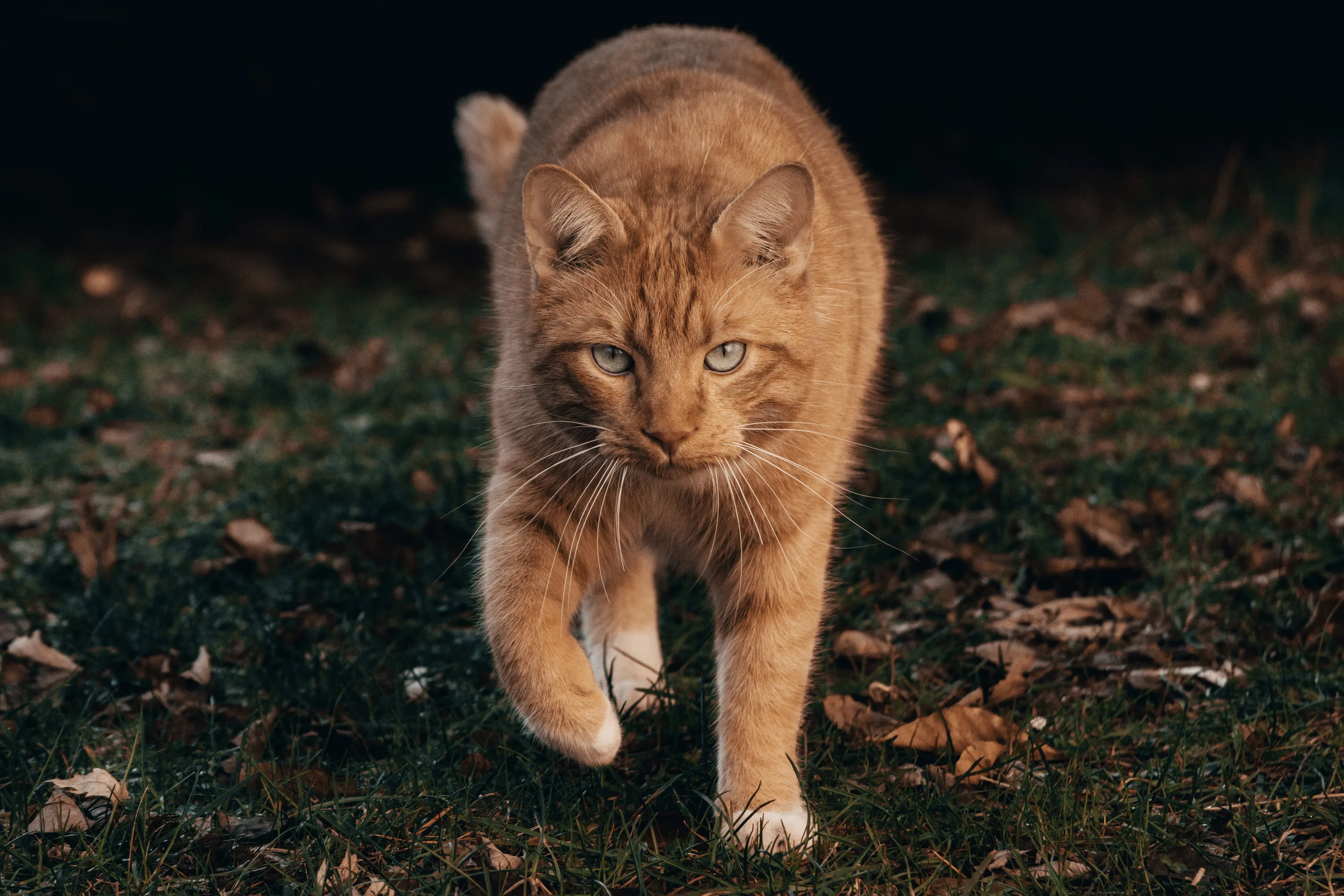 cat