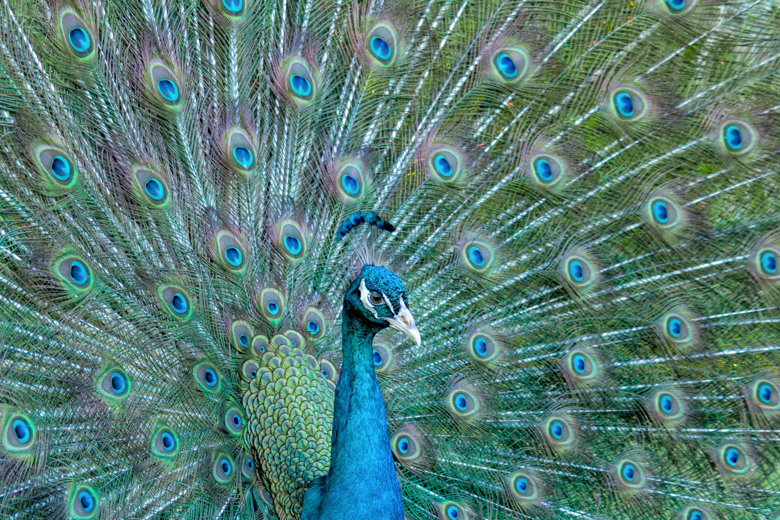 Proud Peacock