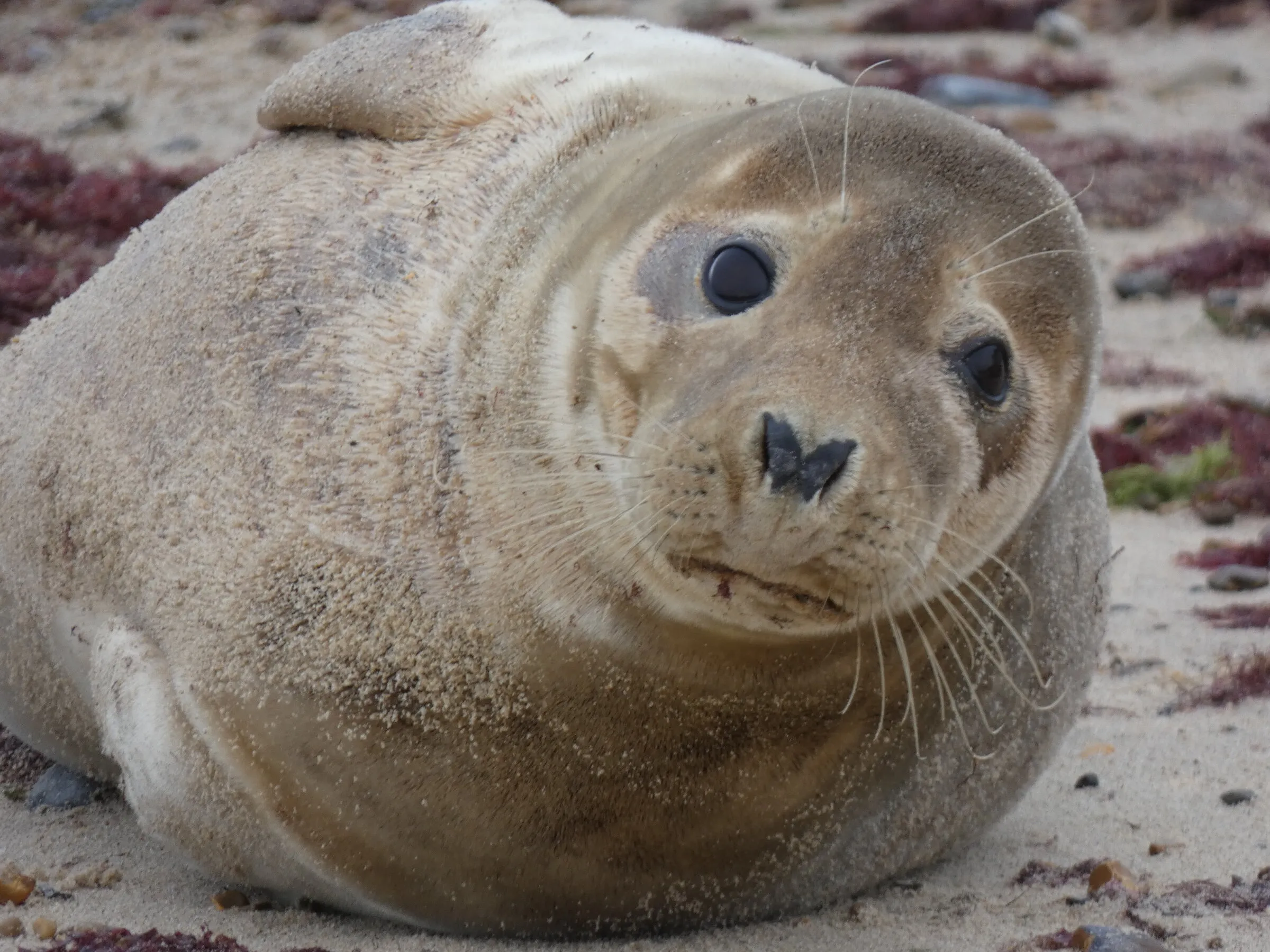Horsey Seal