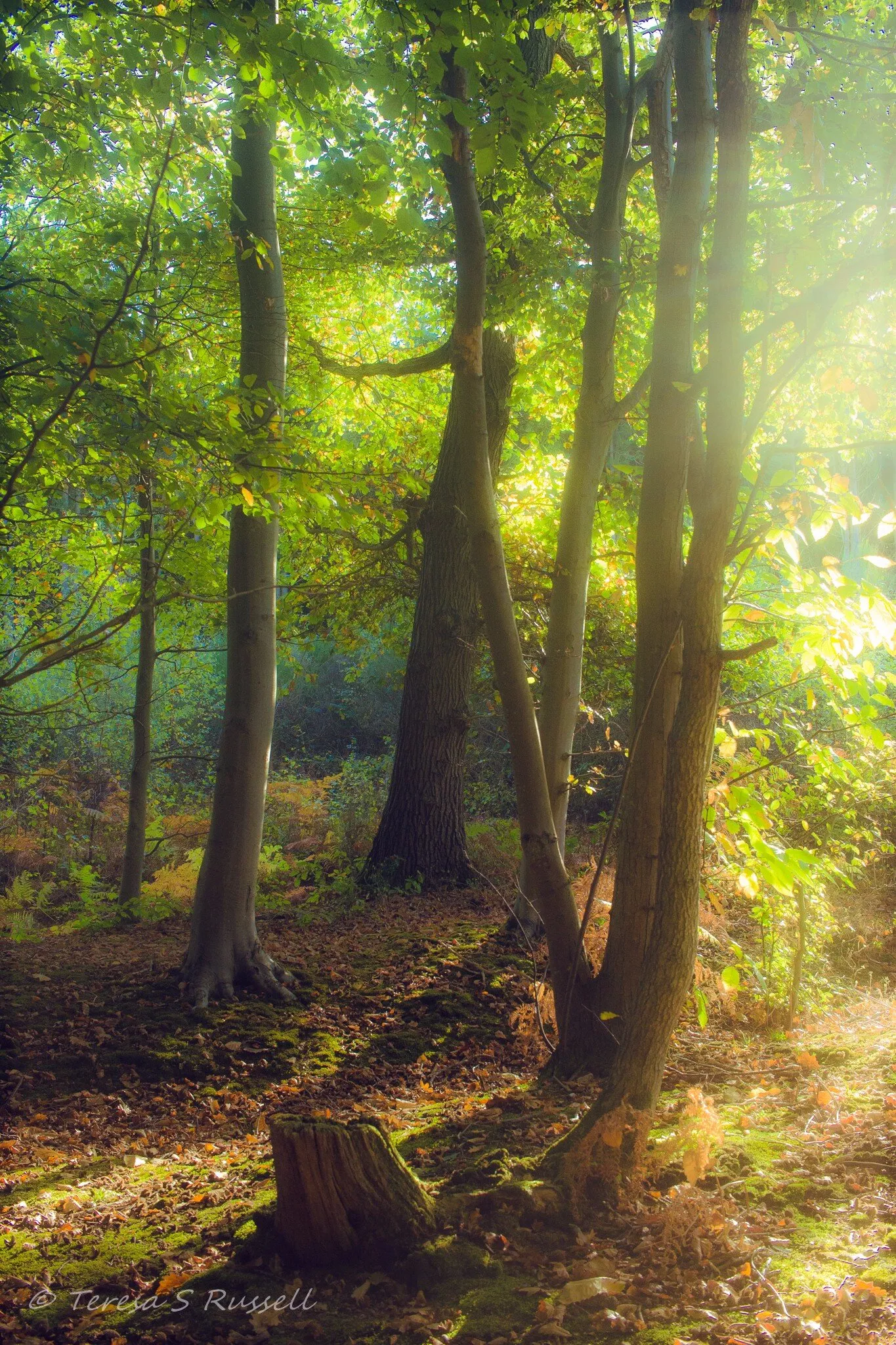 Sunlit trees