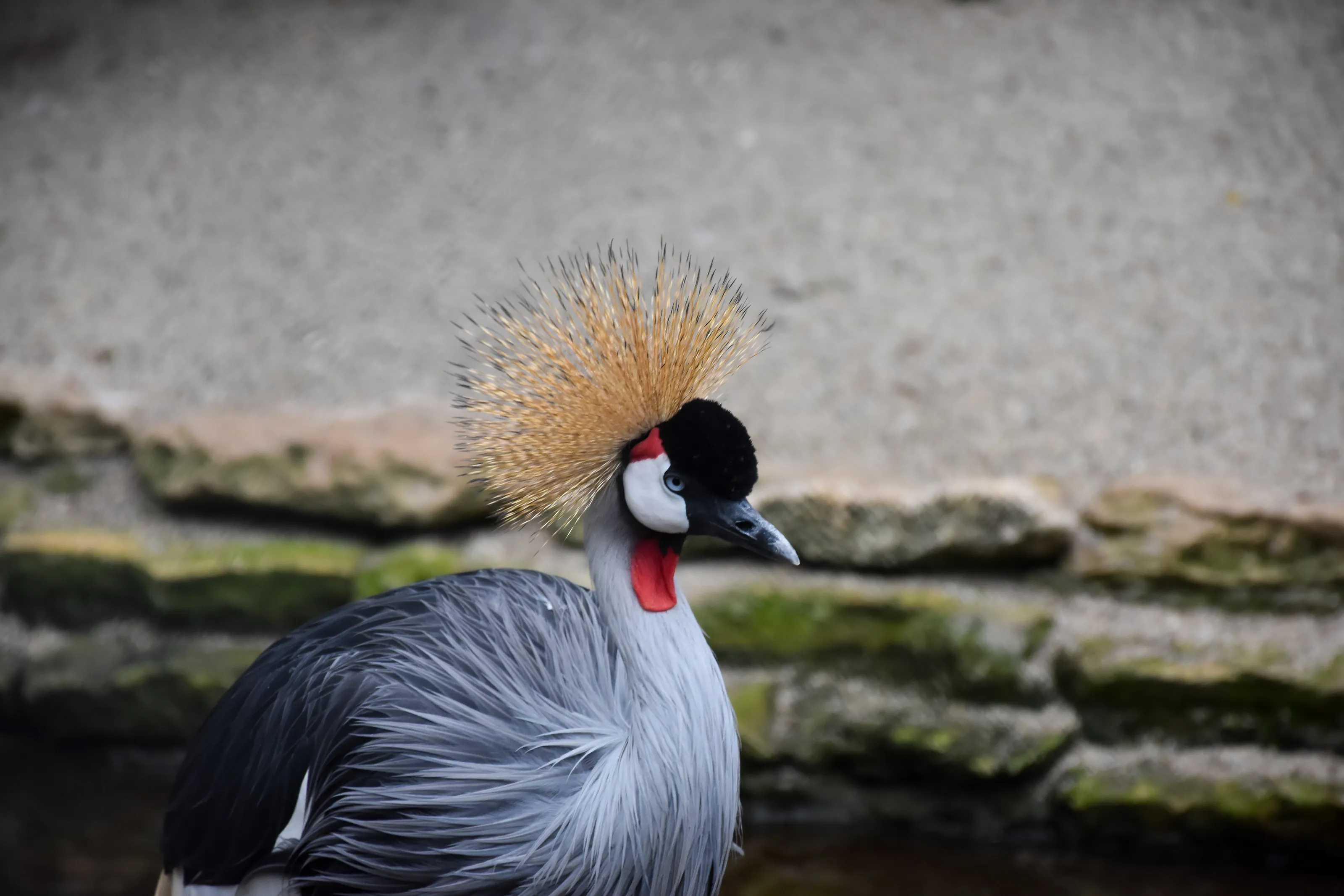 Beautyfull animal