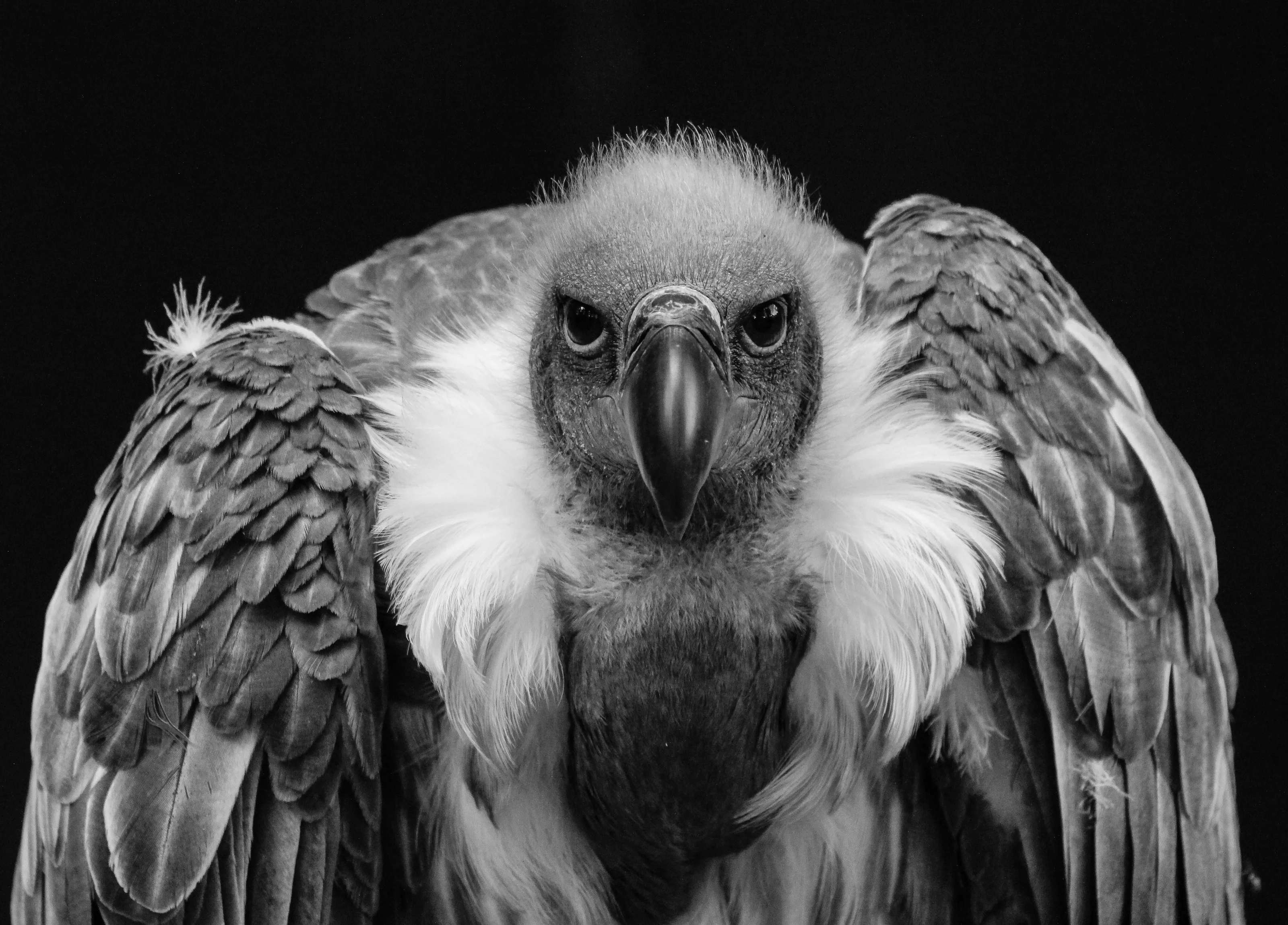 Vulture