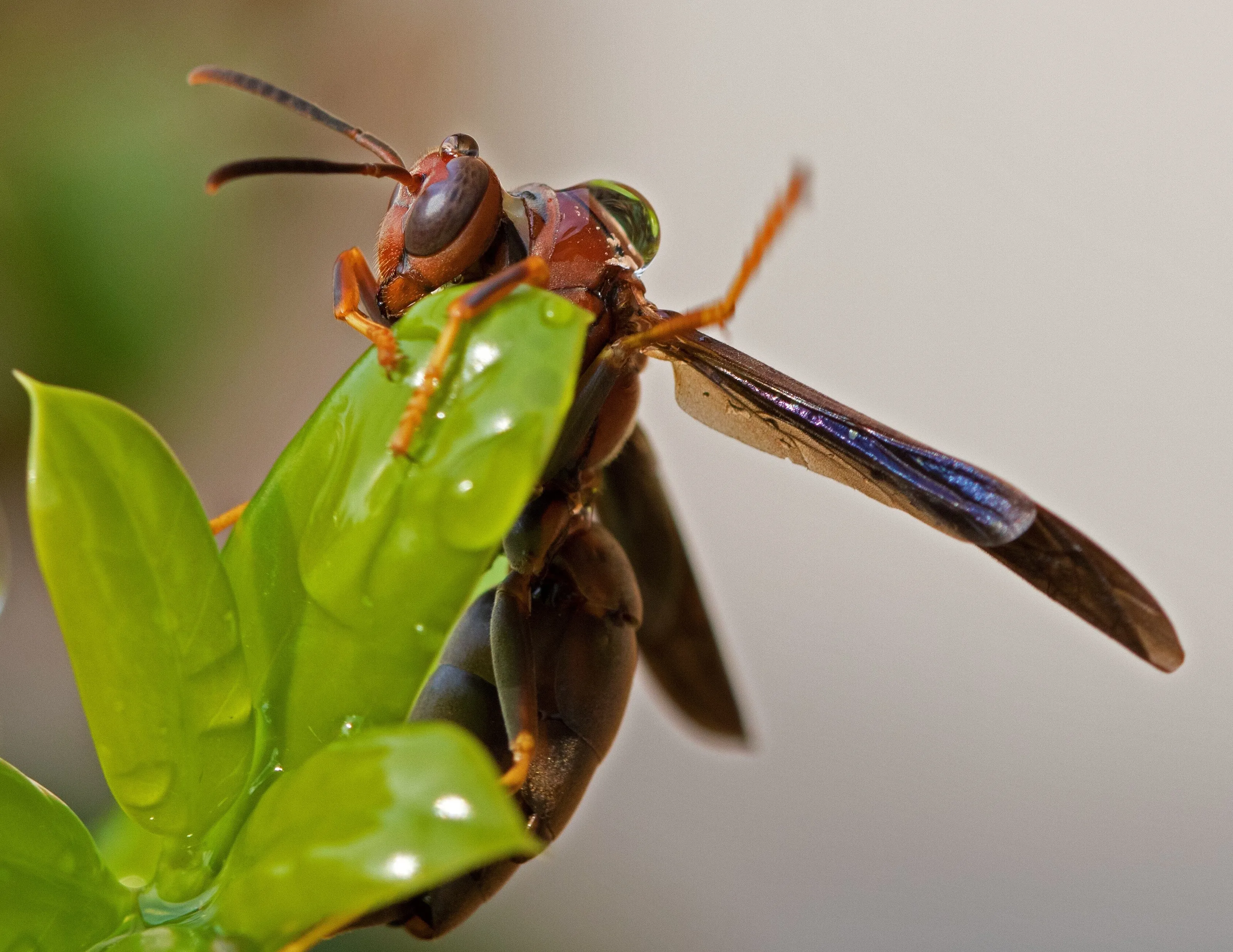 Wet wasp